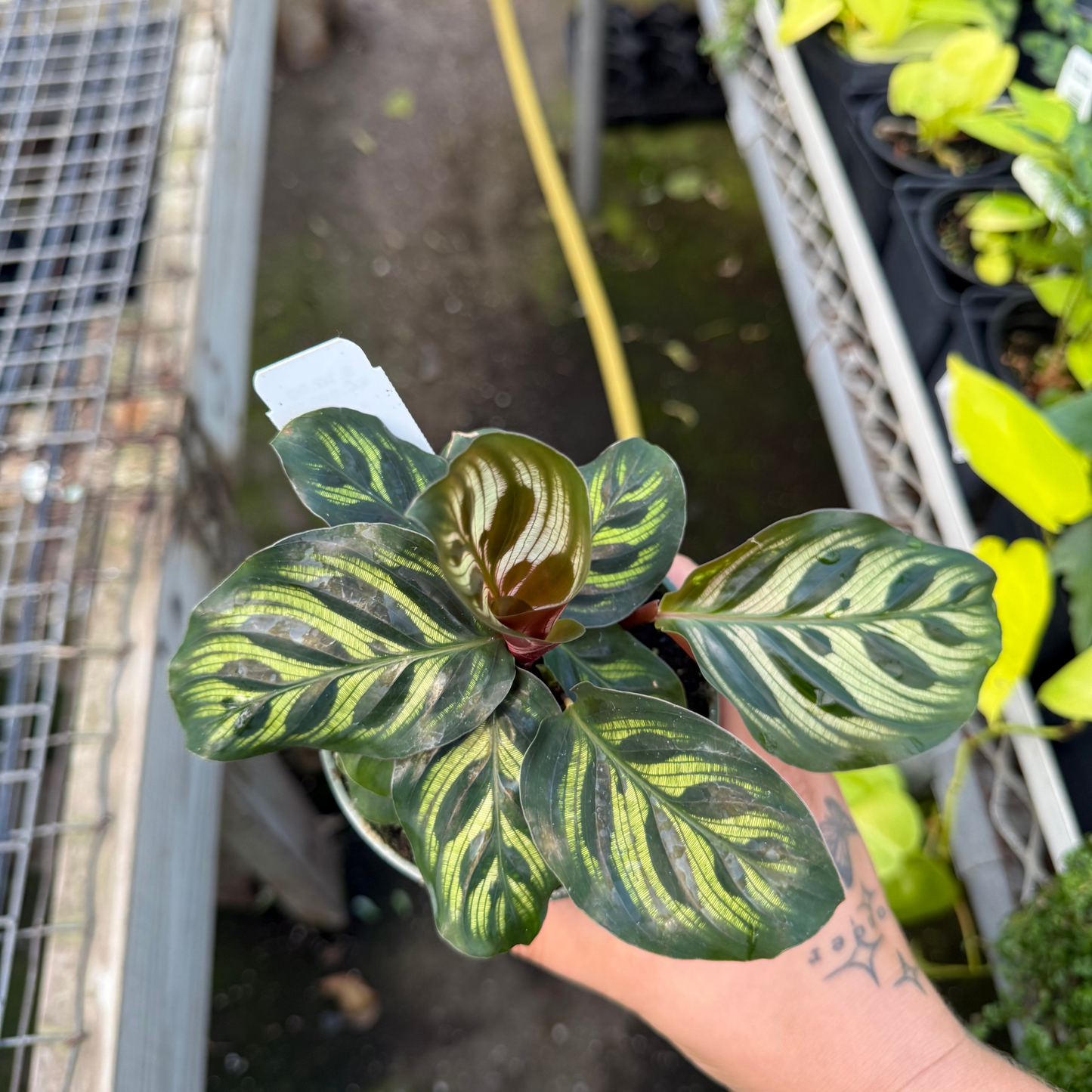 Calathea makoyanna