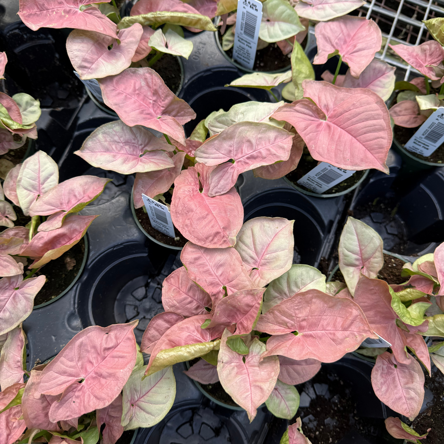Syngonium Neon Robusta