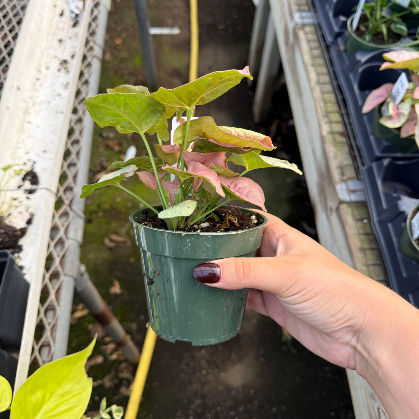 Syngonium Neon Robusta