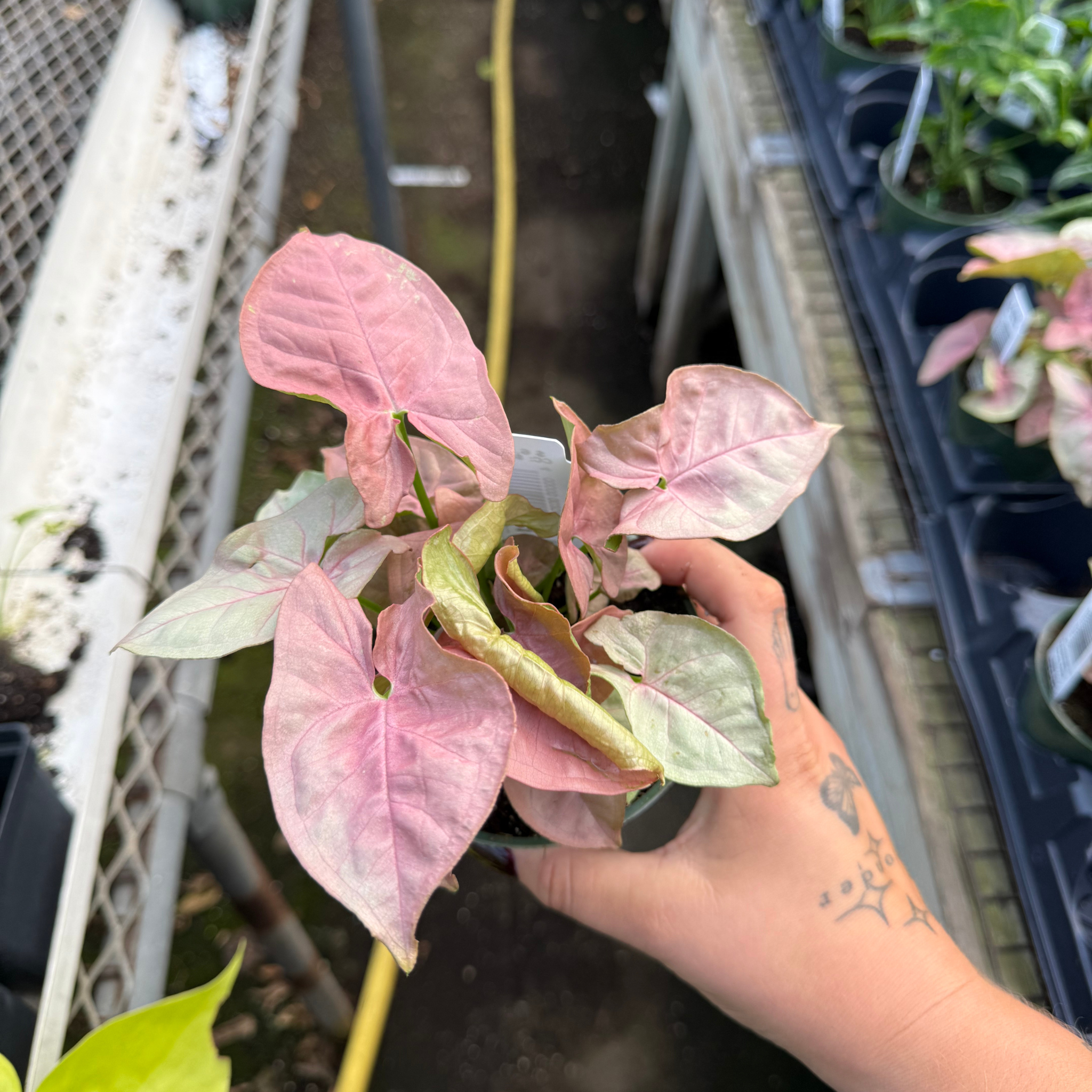 syngonium hanging plant Syngonium Neon Robusta – Fantastic Gardens