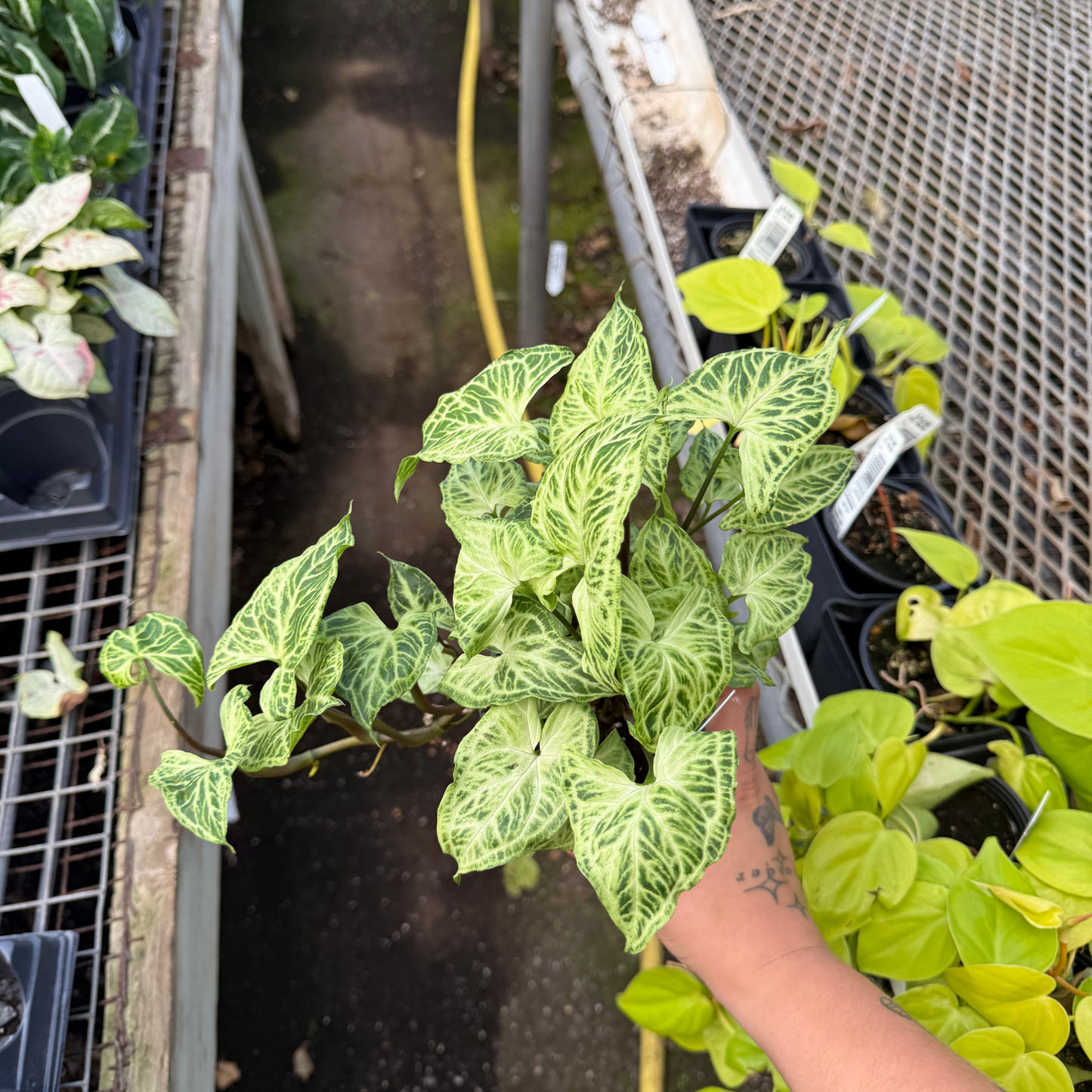 Syngonium Batik