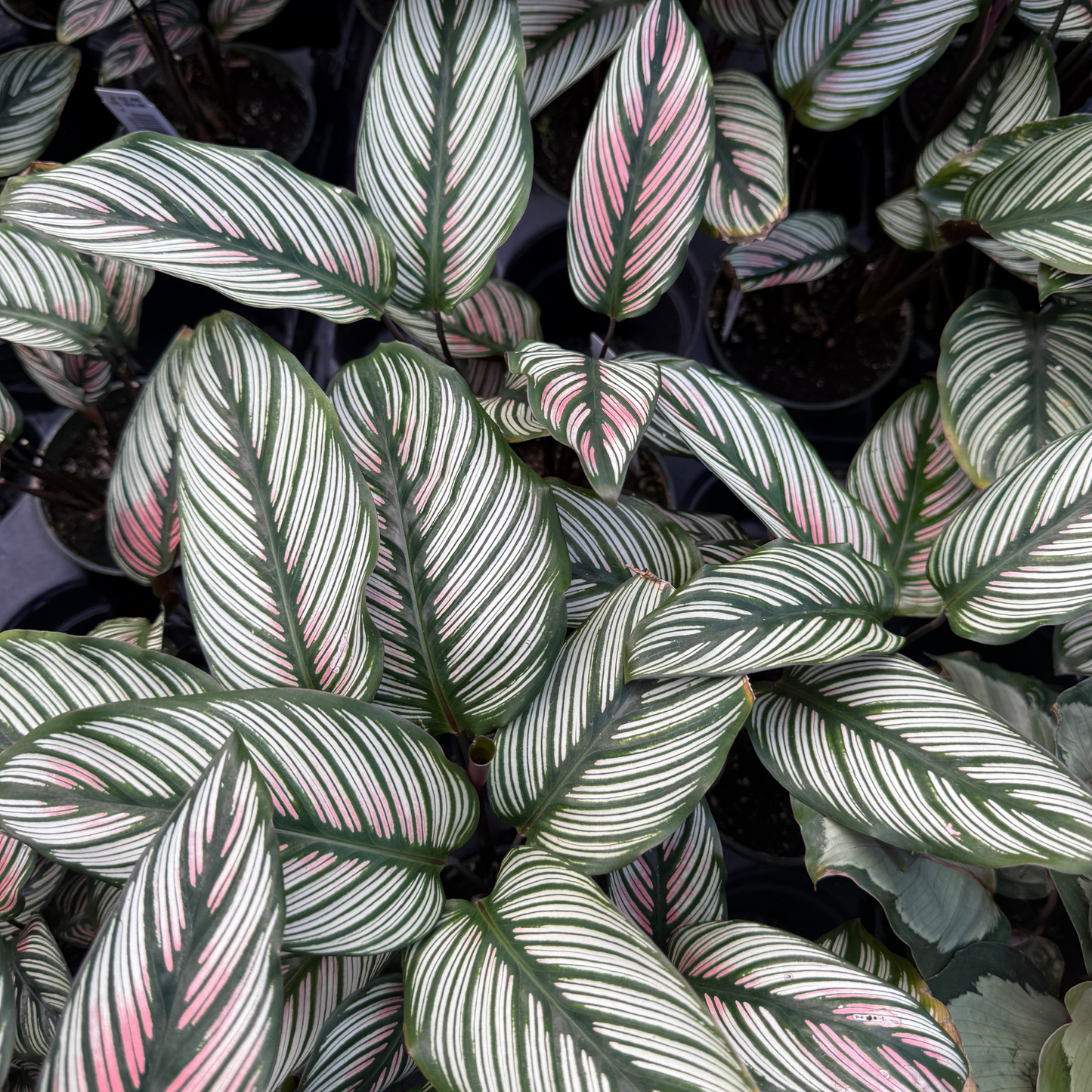 Calathea majestica 'Whitestar'