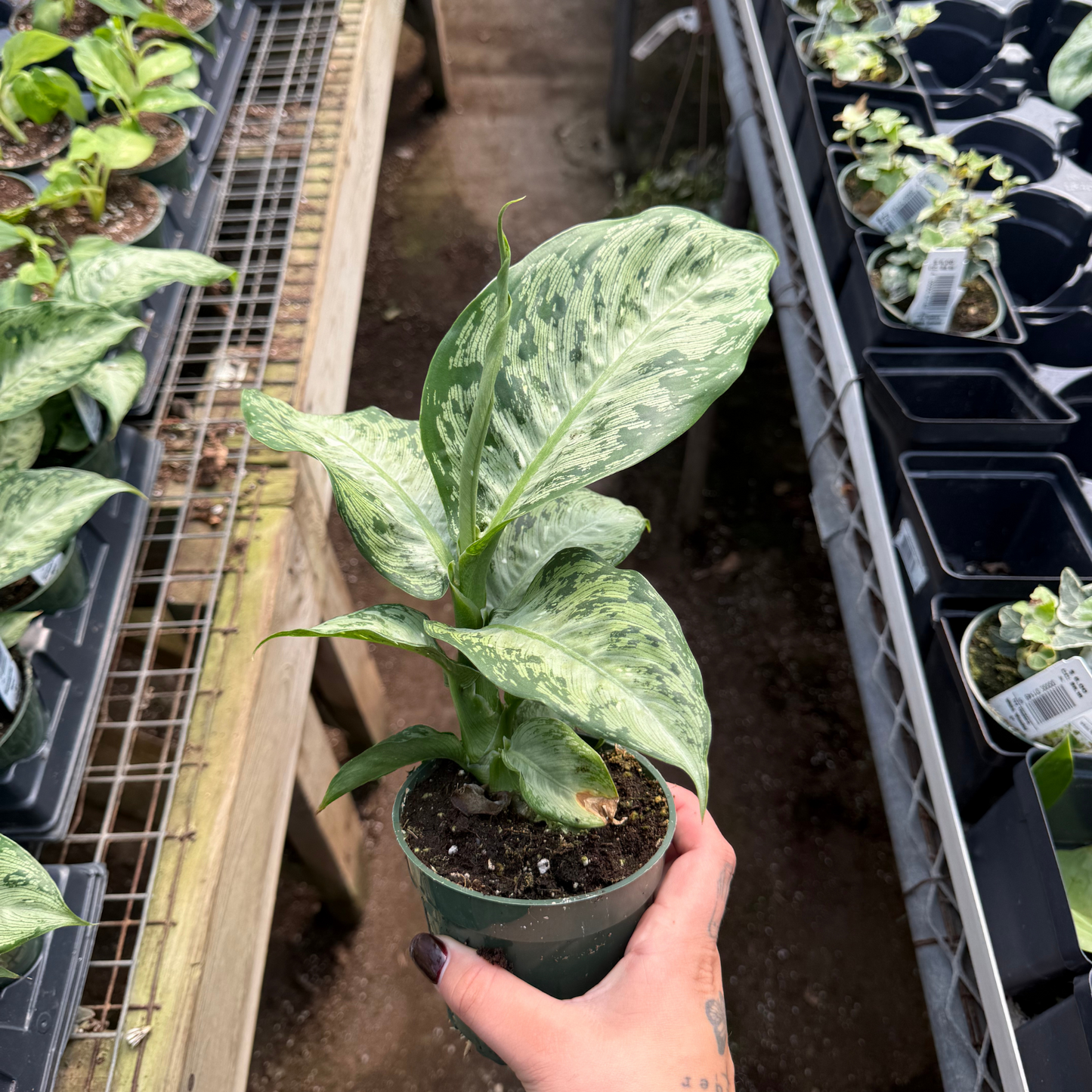 Dieffenbachia tropic 'Snow'