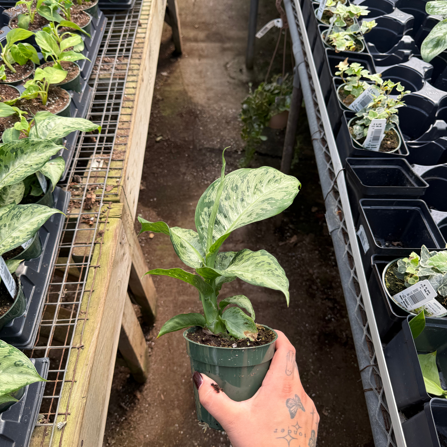 Dieffenbachia tropic 'Snow'