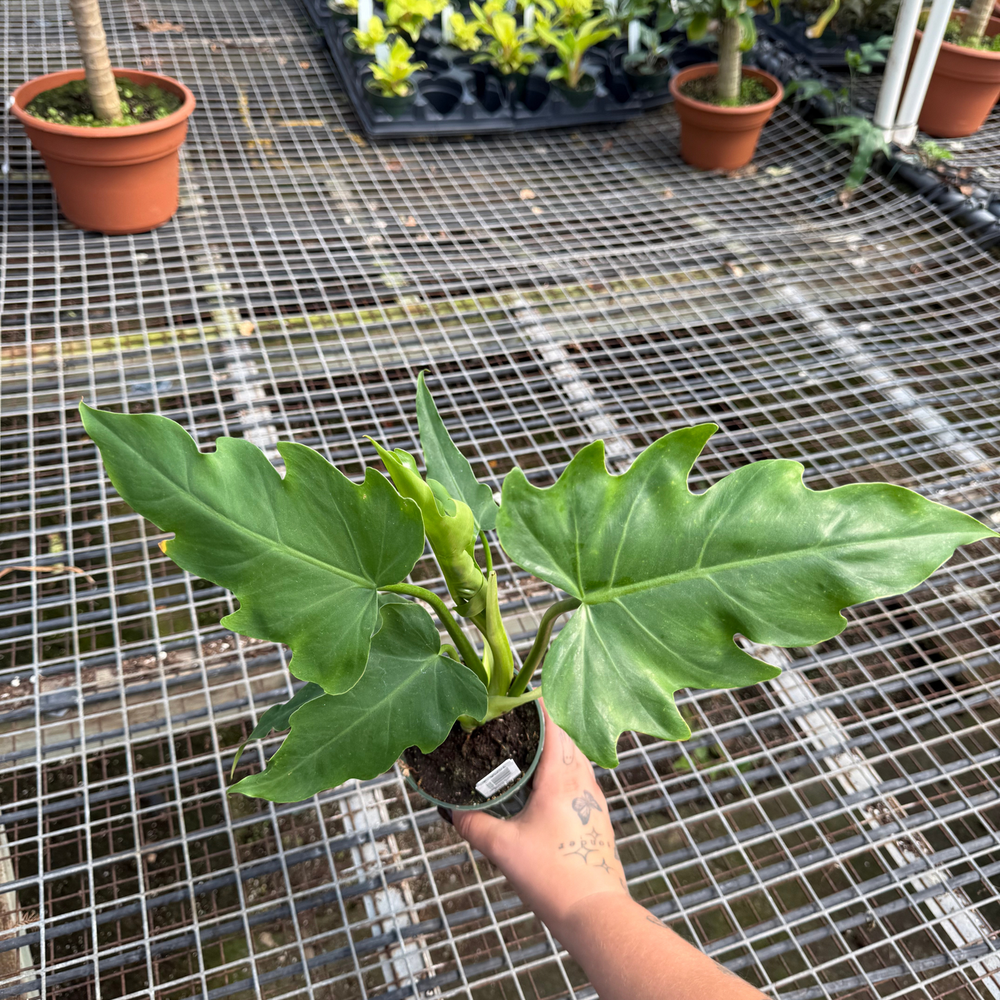 Philodendron mayoi