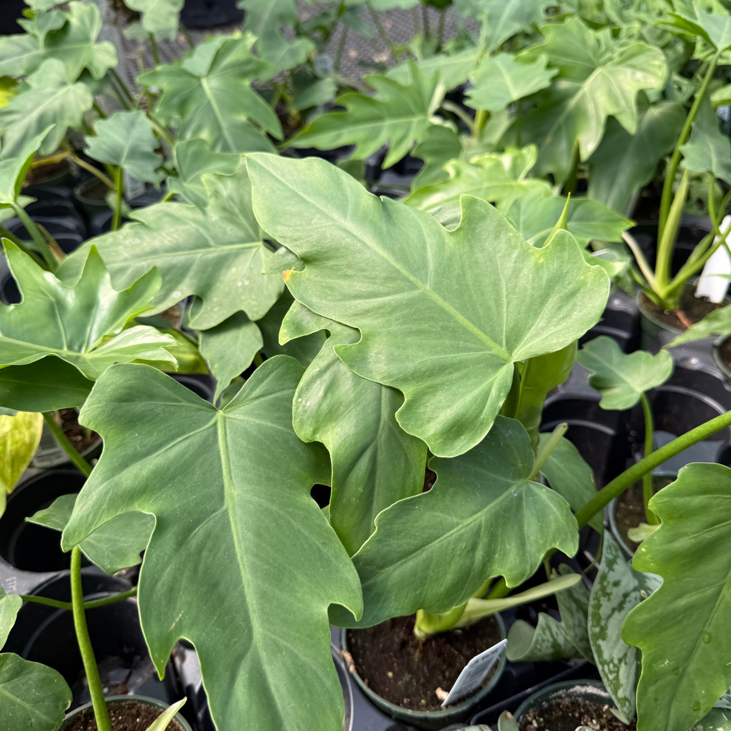Philodendron mayoi