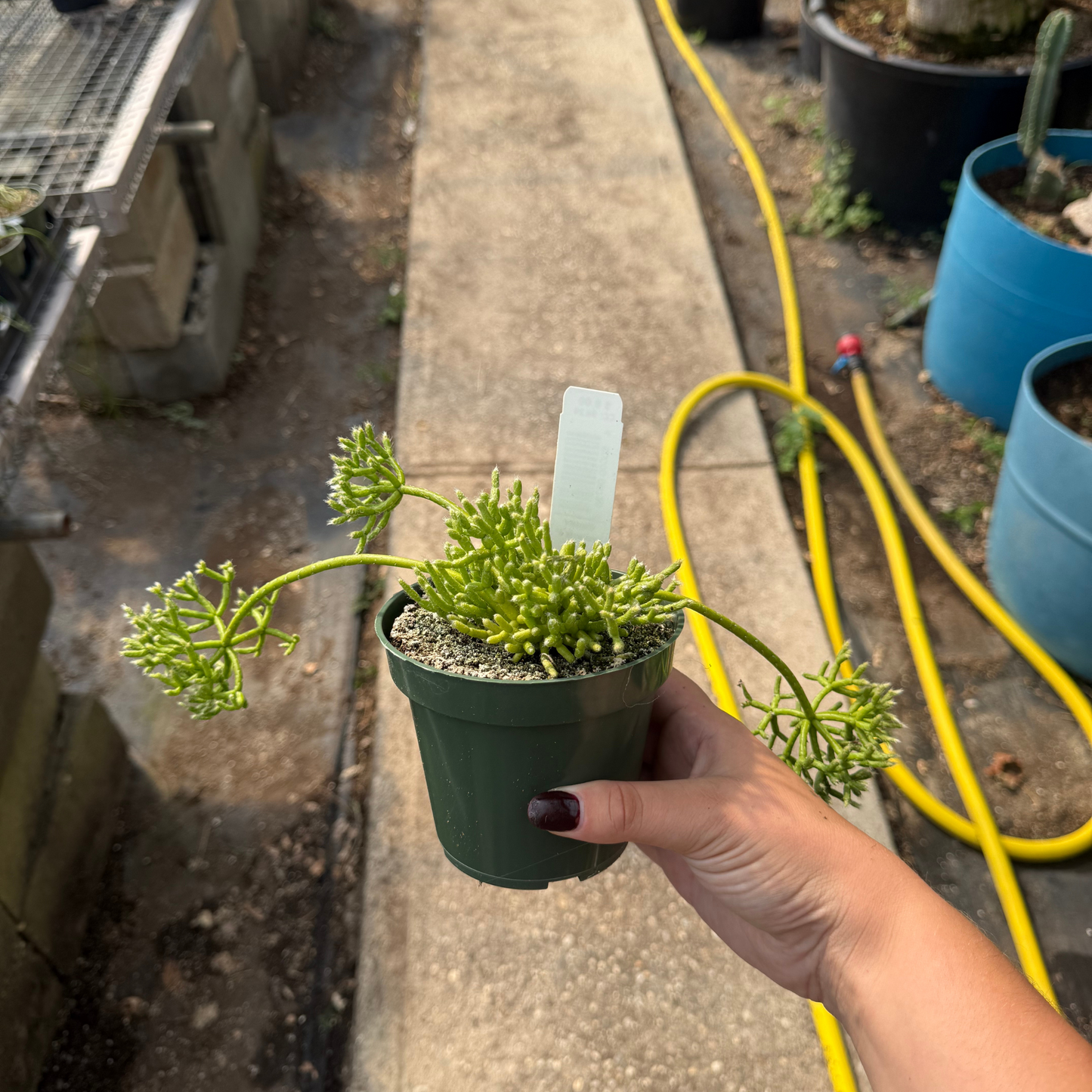 Rhipsalis cereuscula
