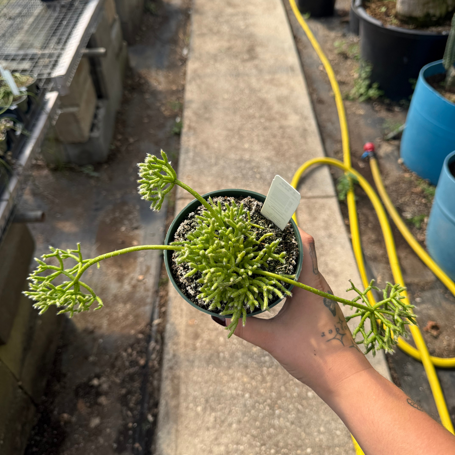 Rhipsalis cereuscula