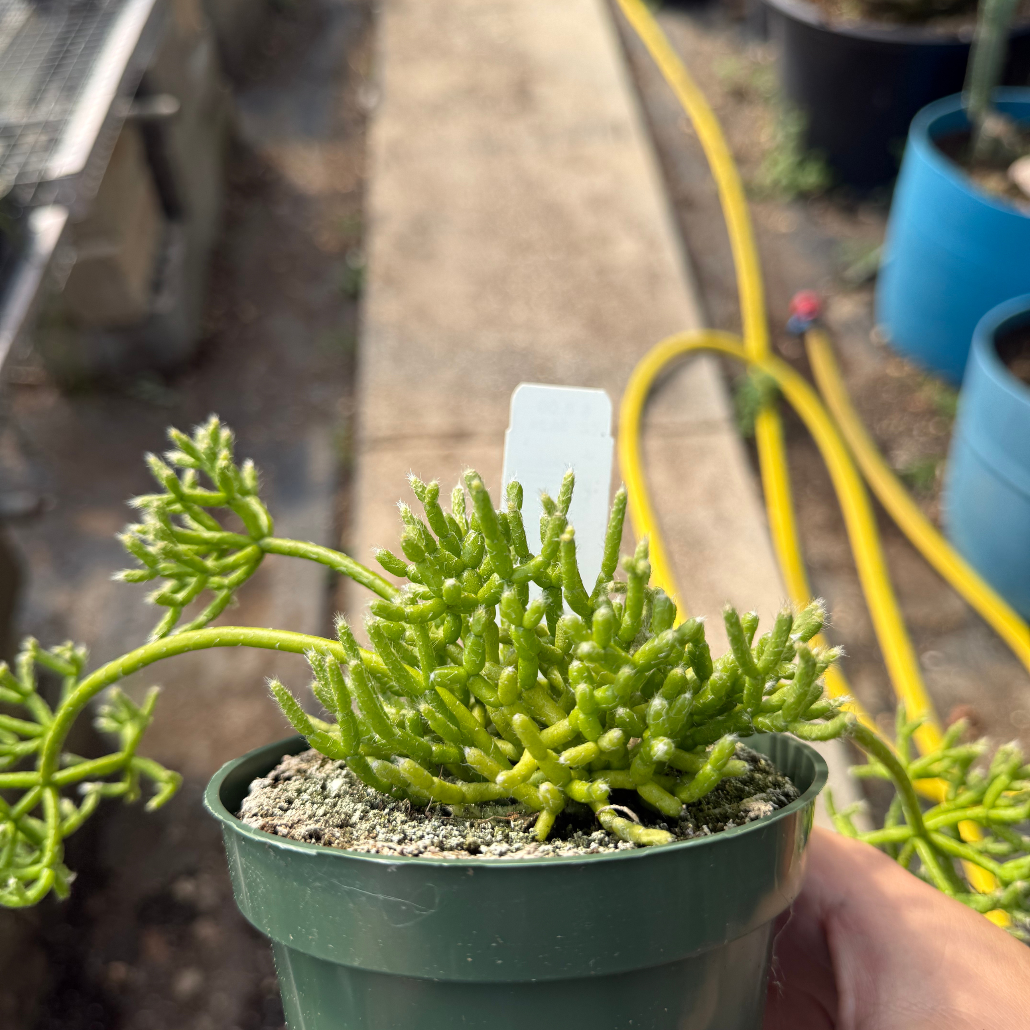 rhipsalis potting mix Rhipsalis cereuscula – Fantastic Gardens