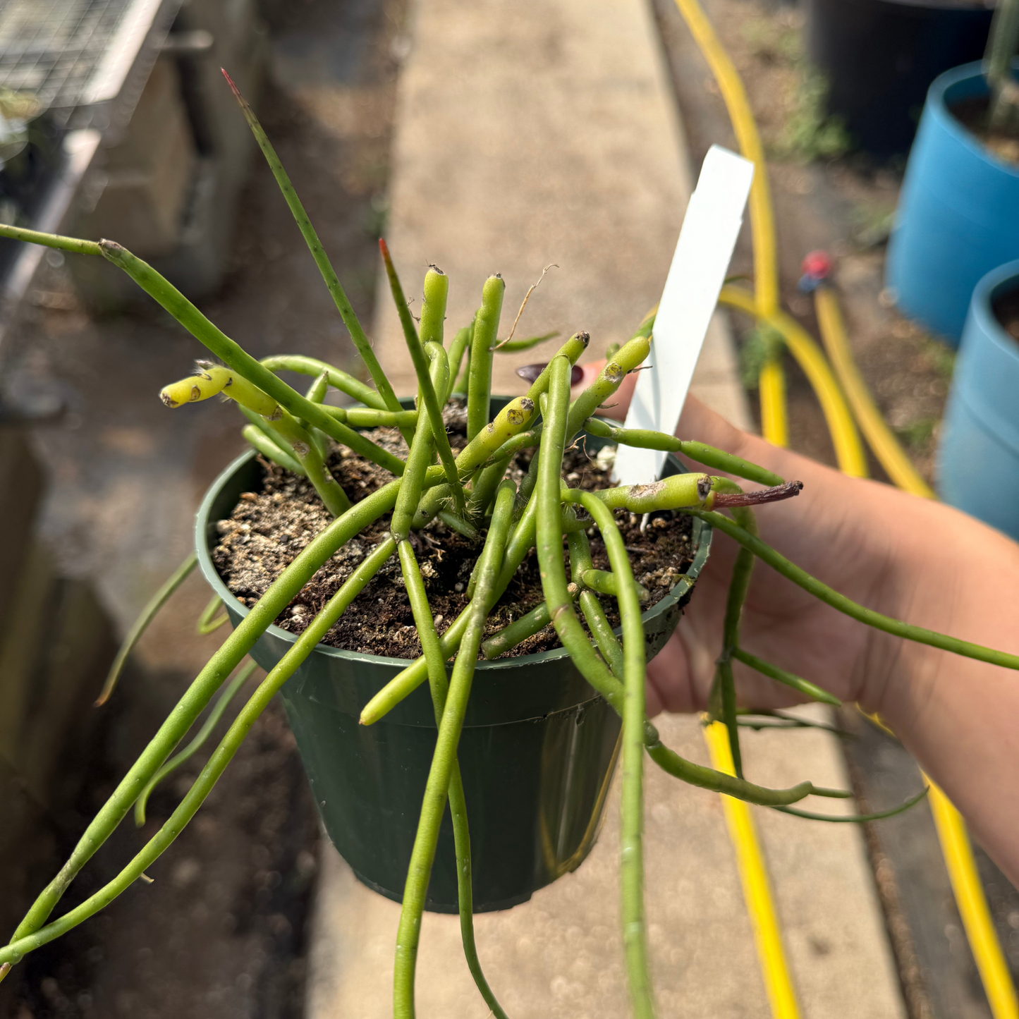 Rhipsalis teres