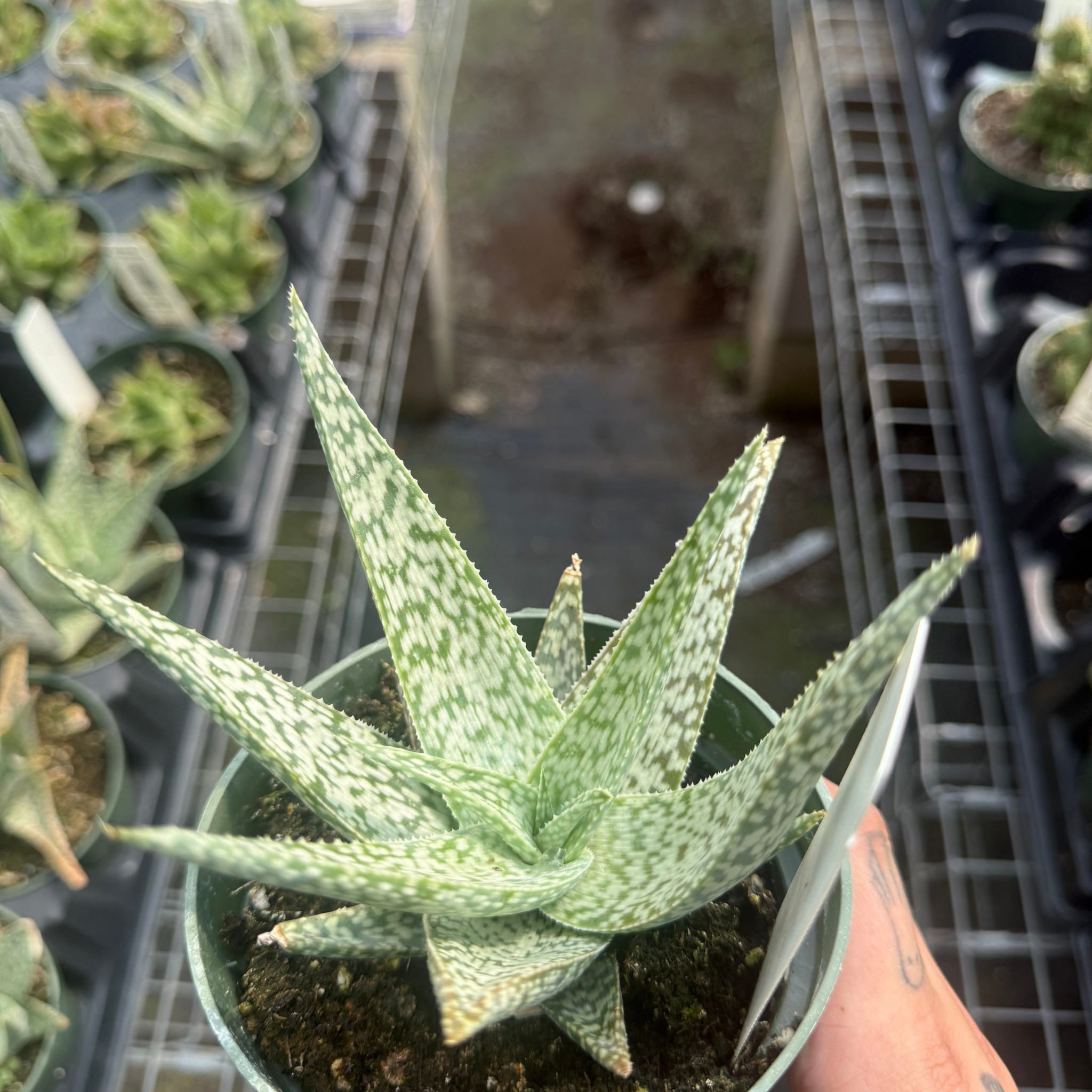 white fox aloe vera plant Aloe 'White Beauty'