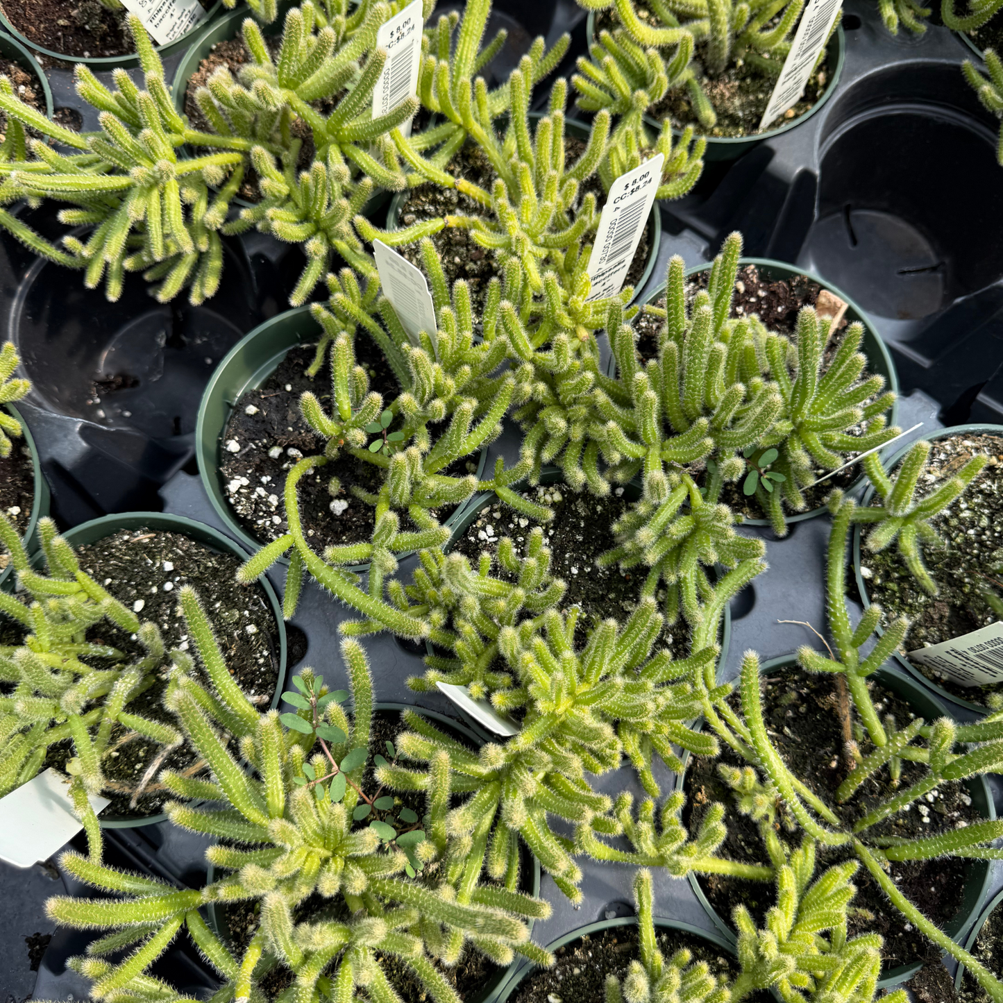Rhipsalis baccifera