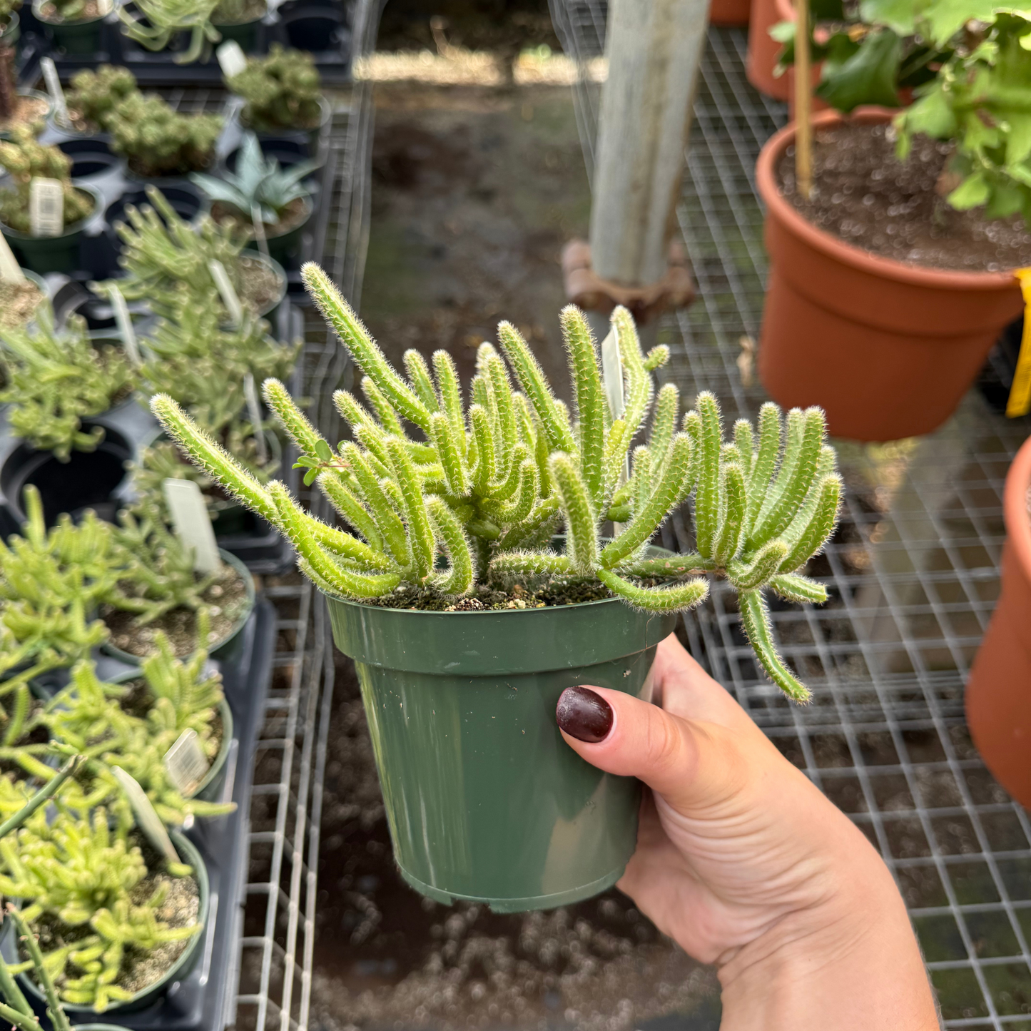 Rhipsalis baccifera