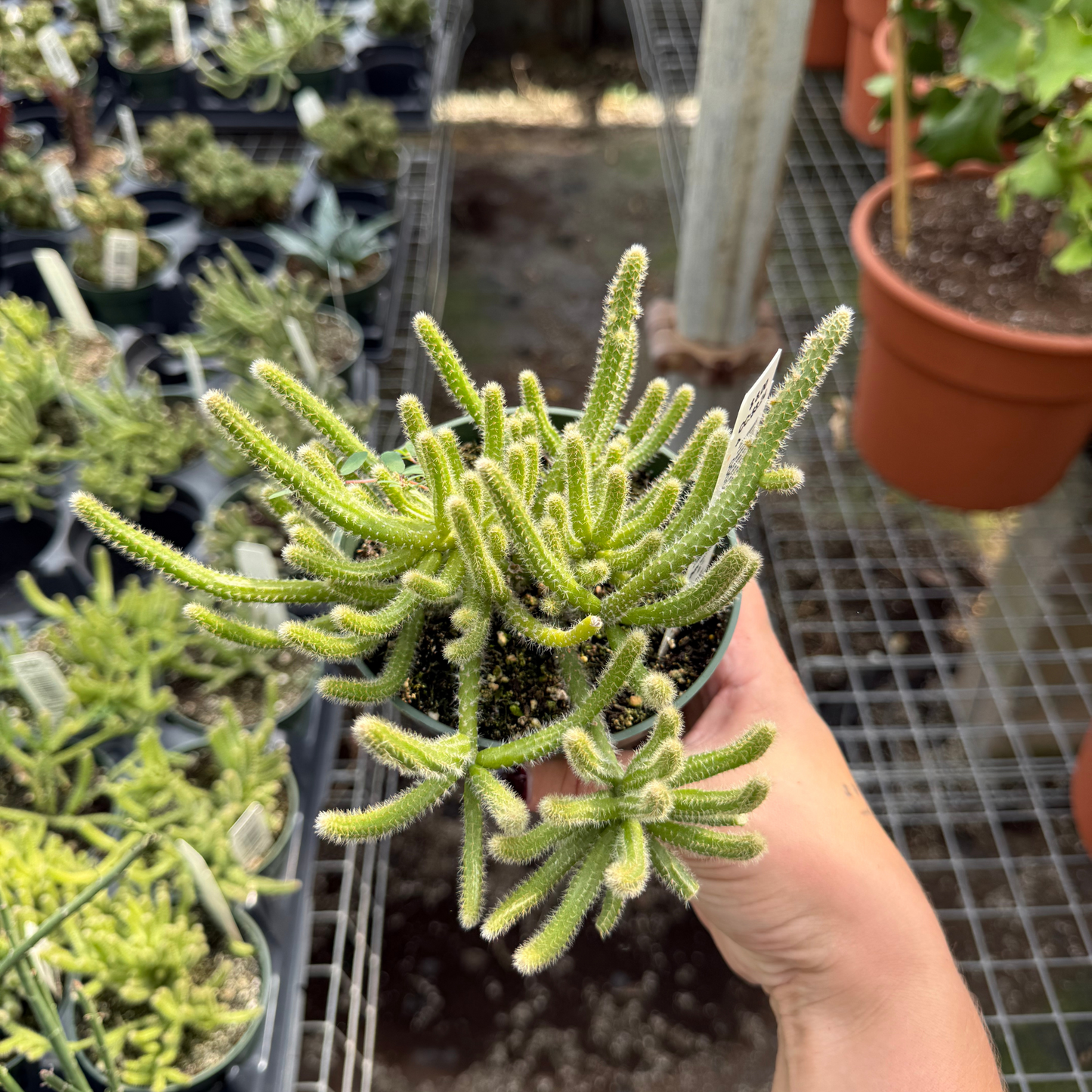 Rhipsalis baccifera