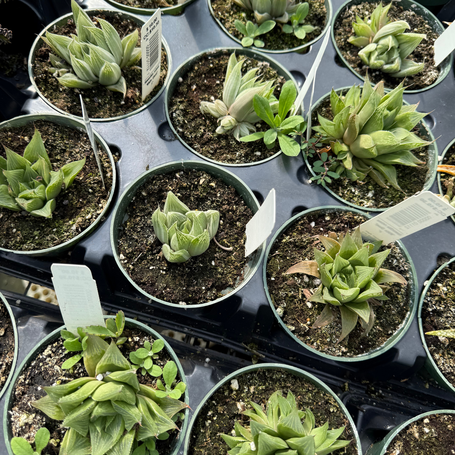 Haworthia retusa 'White Ghost'