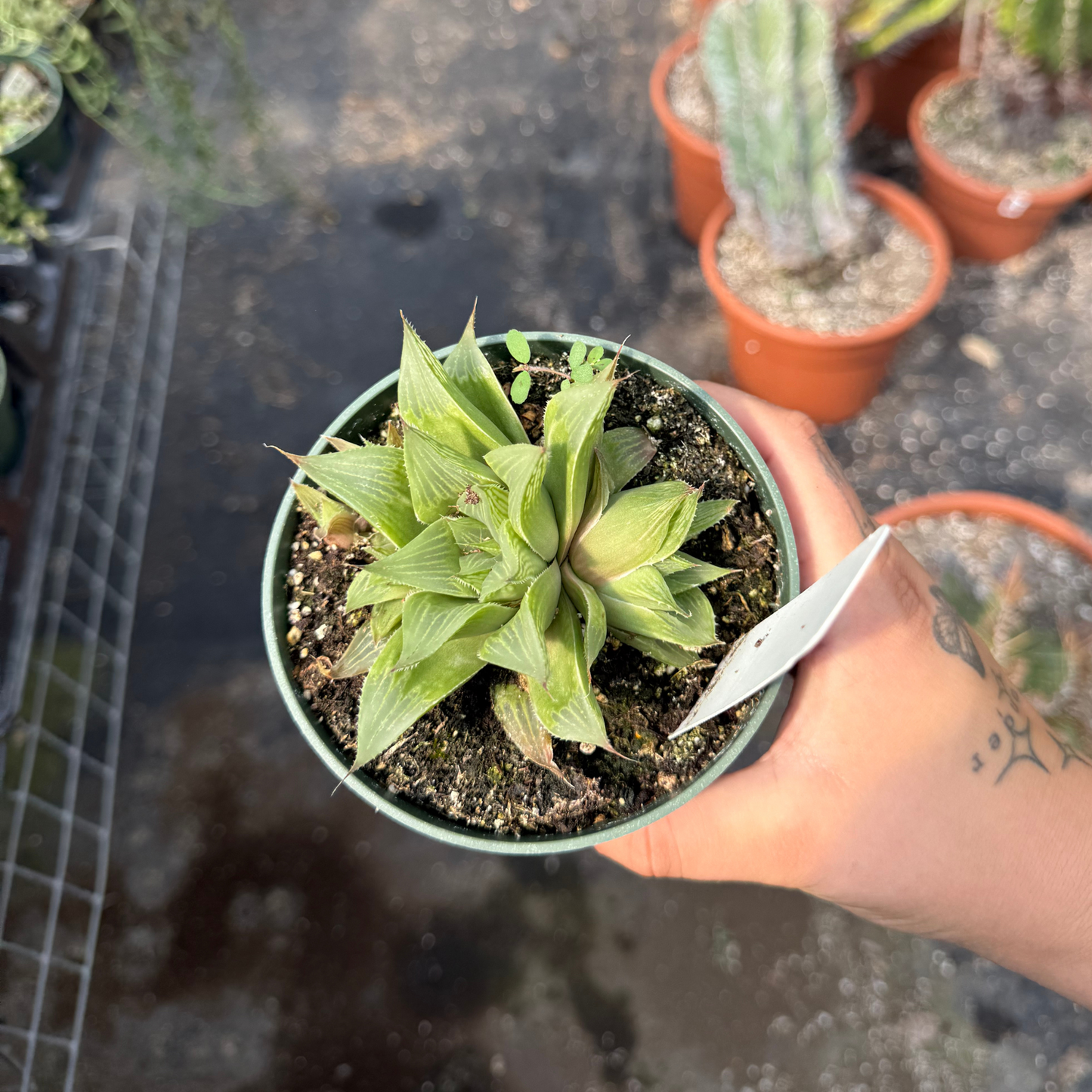 Haworthia retusa 'White Ghost'