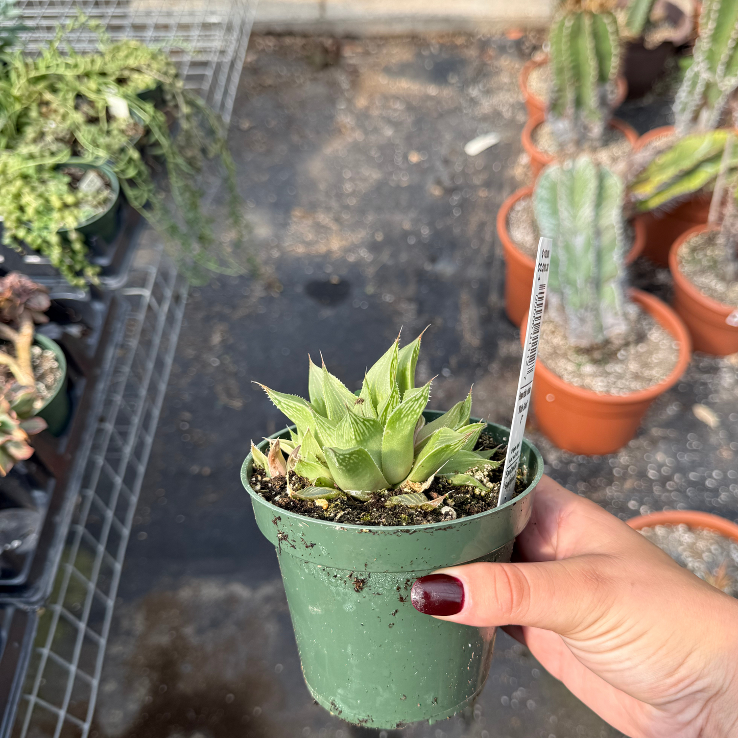 Haworthia retusa 'White Ghost'