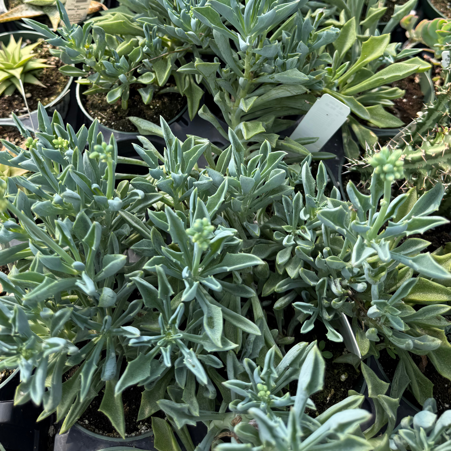 Senecio kleiniiformis