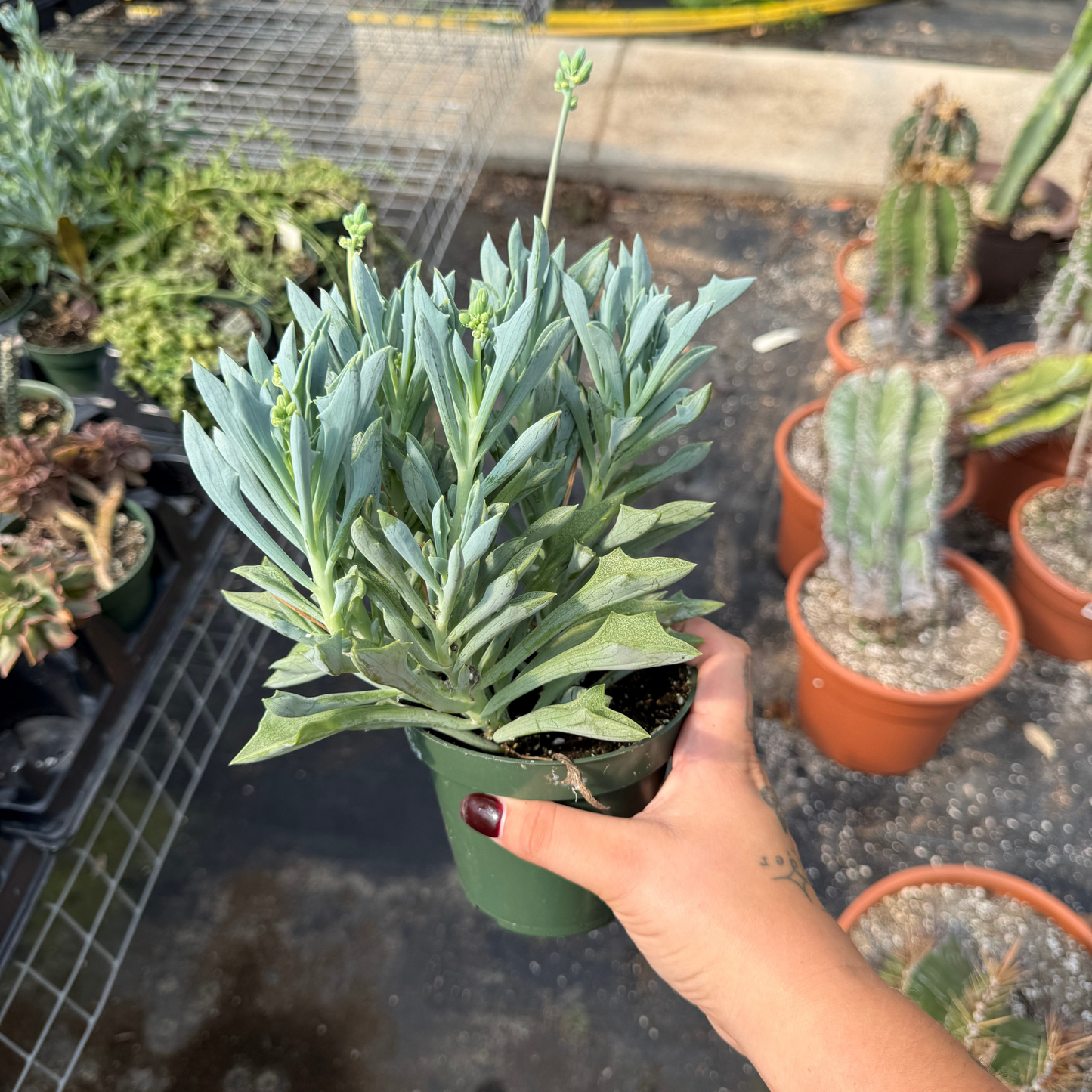 Senecio kleiniiformis