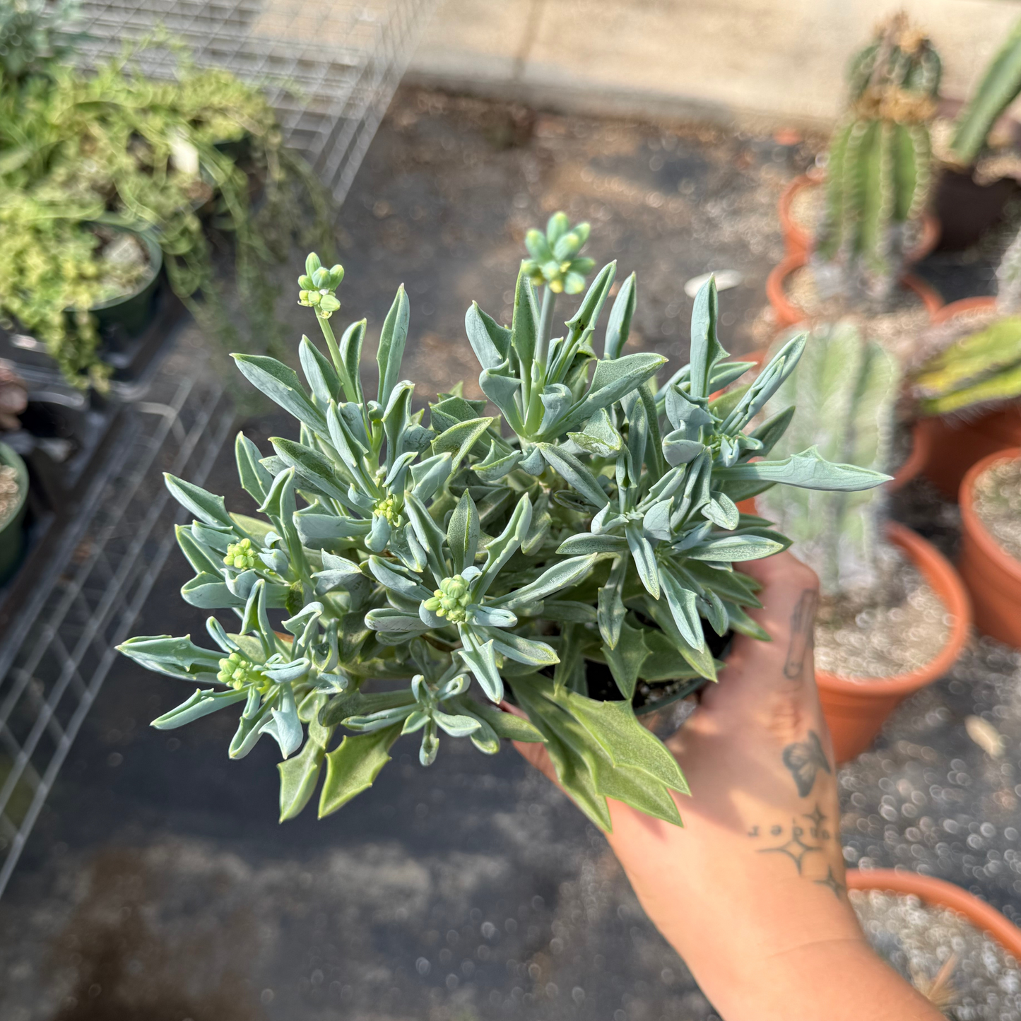 Senecio kleiniiformis