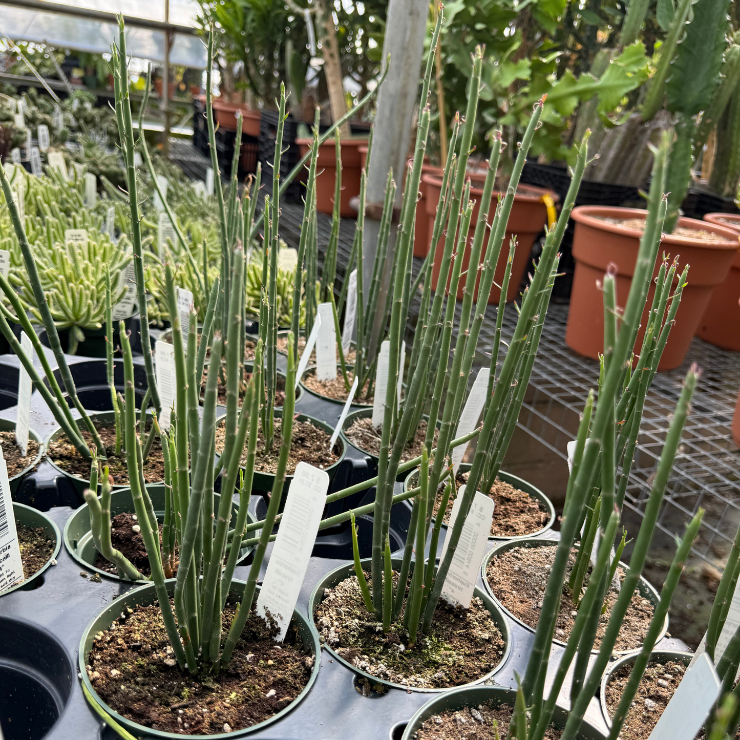 Euphorbia tirucalli