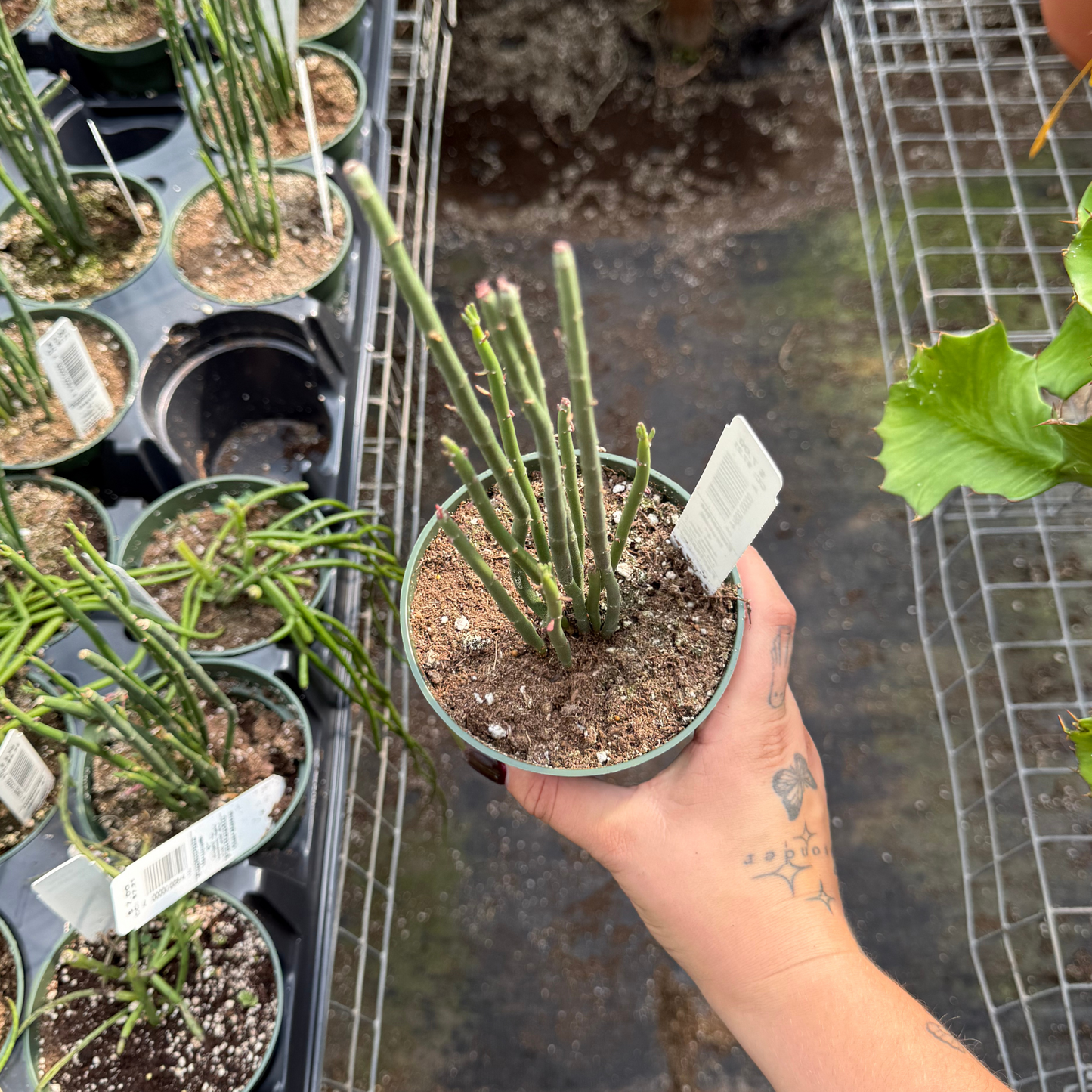 Euphorbia tirucalli