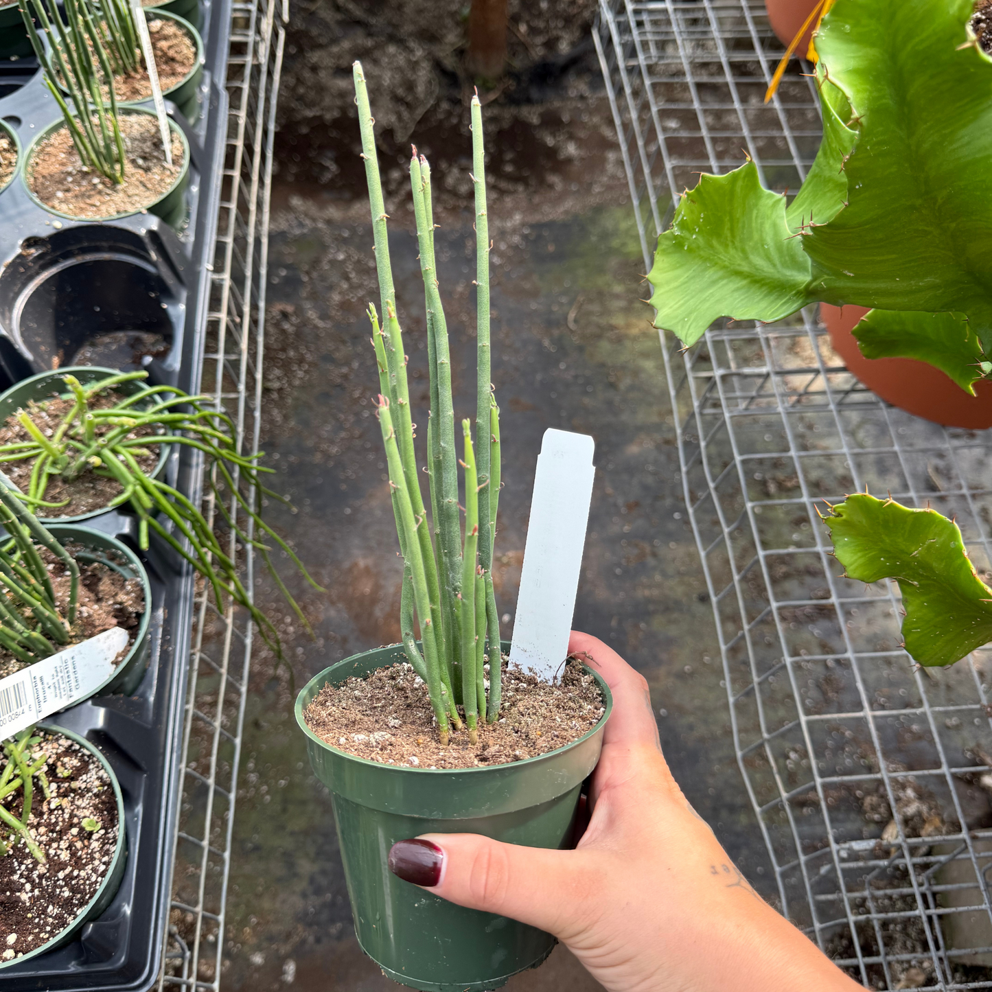 Euphorbia tirucalli