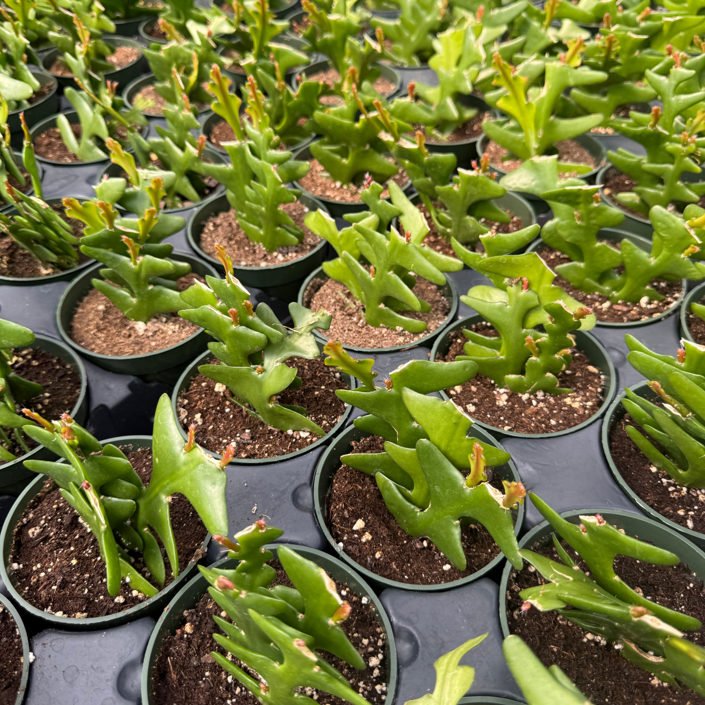 Disocactus anguliger 'Ric Rac Cactus'