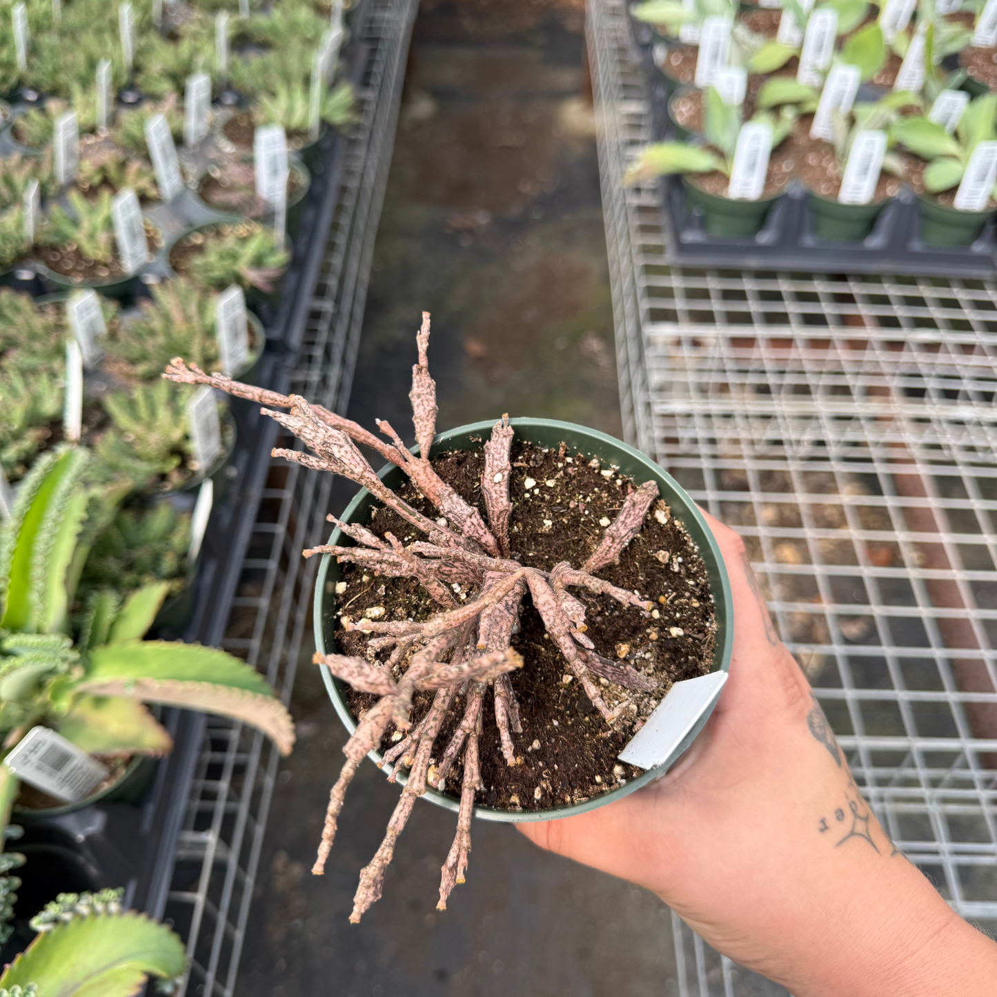 Euphorbia platyclada
