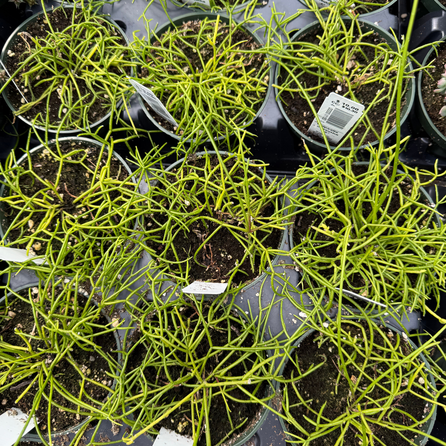 Rhipsalis cassutha