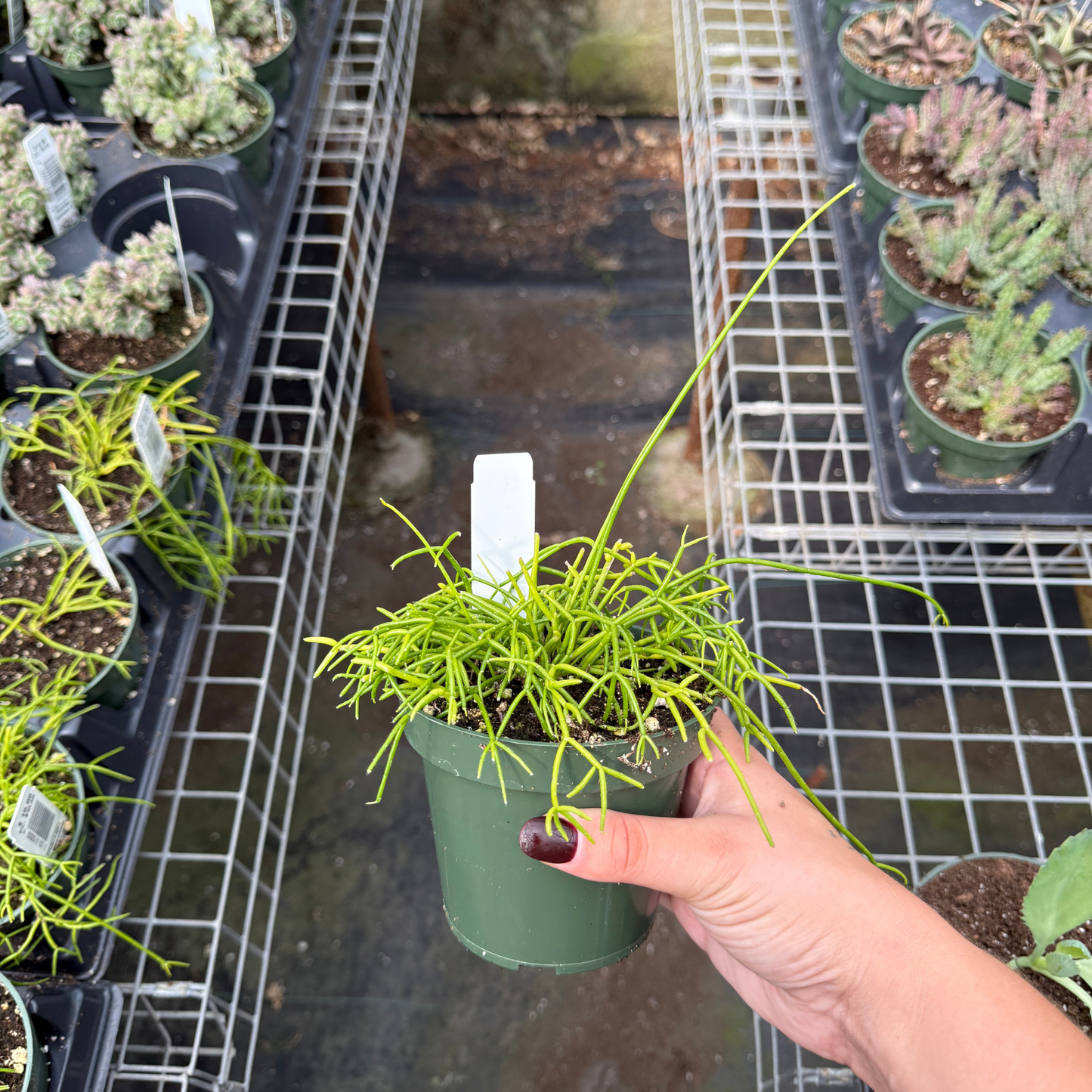 Rhipsalis cassutha