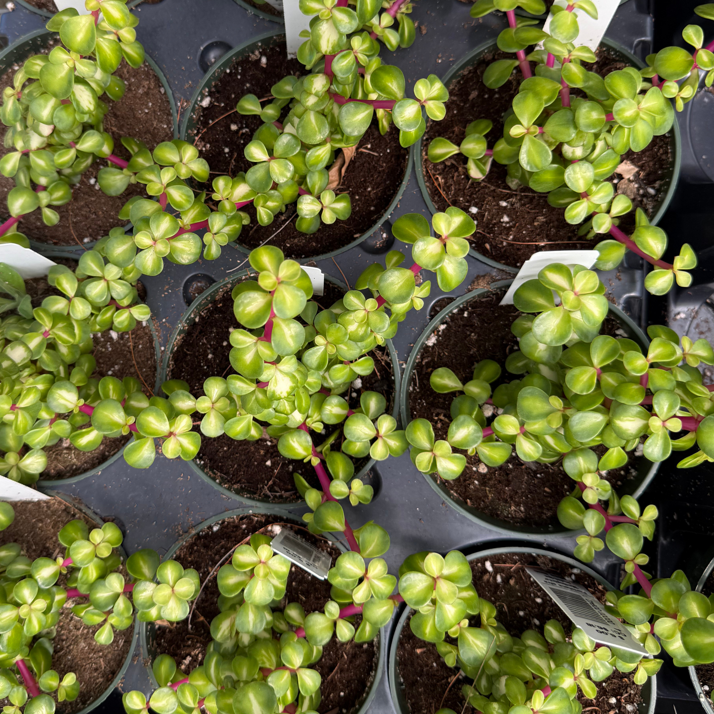 Portulacaria afra 'Mediopicta'