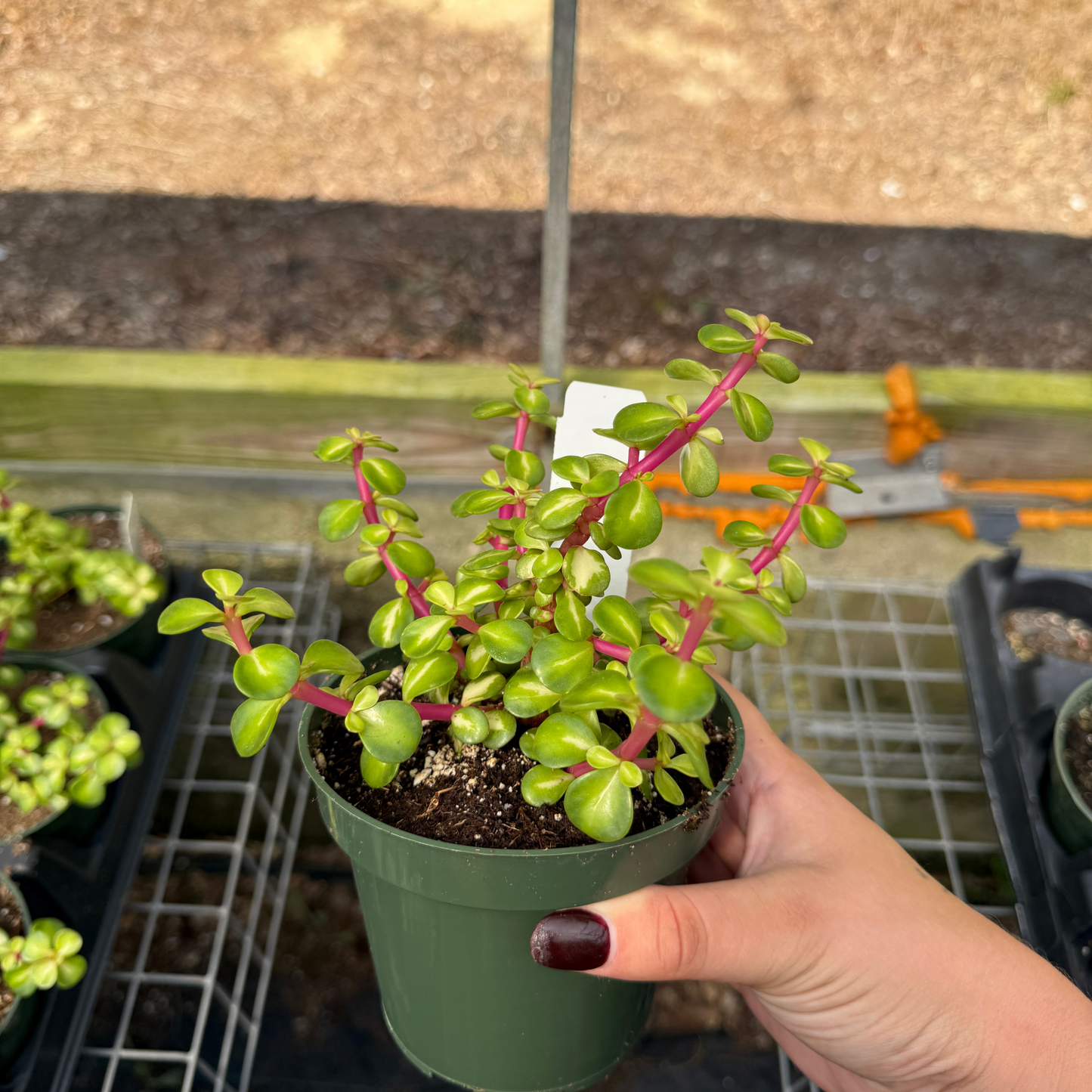Portulacaria afra 'Mediopicta'