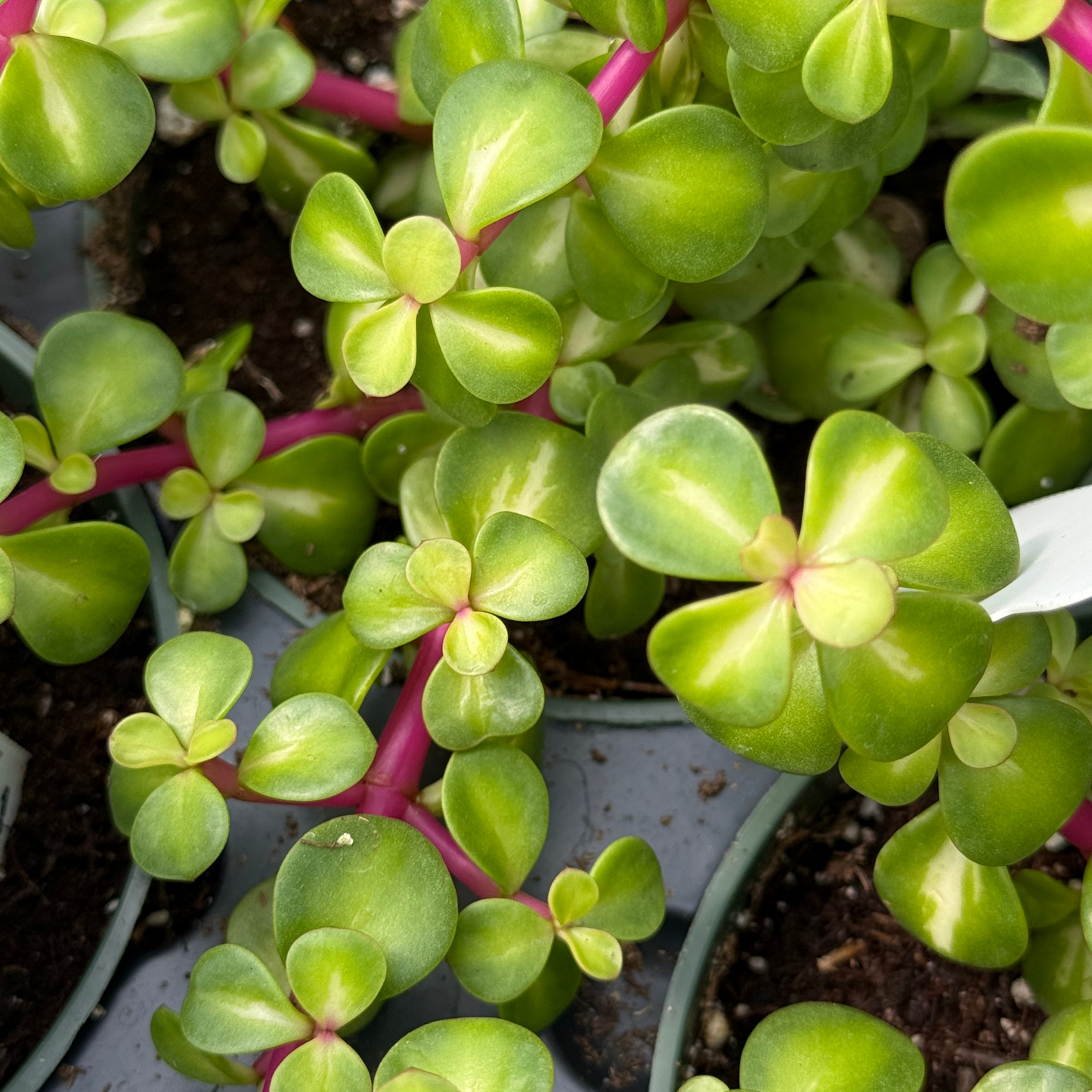 Portulacaria afra 'Mediopicta'
