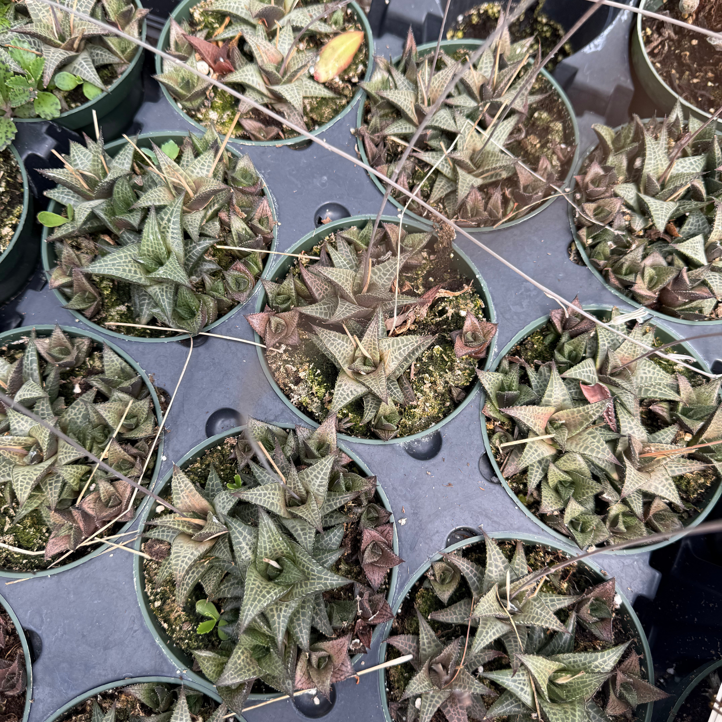 Haworthia tessallata