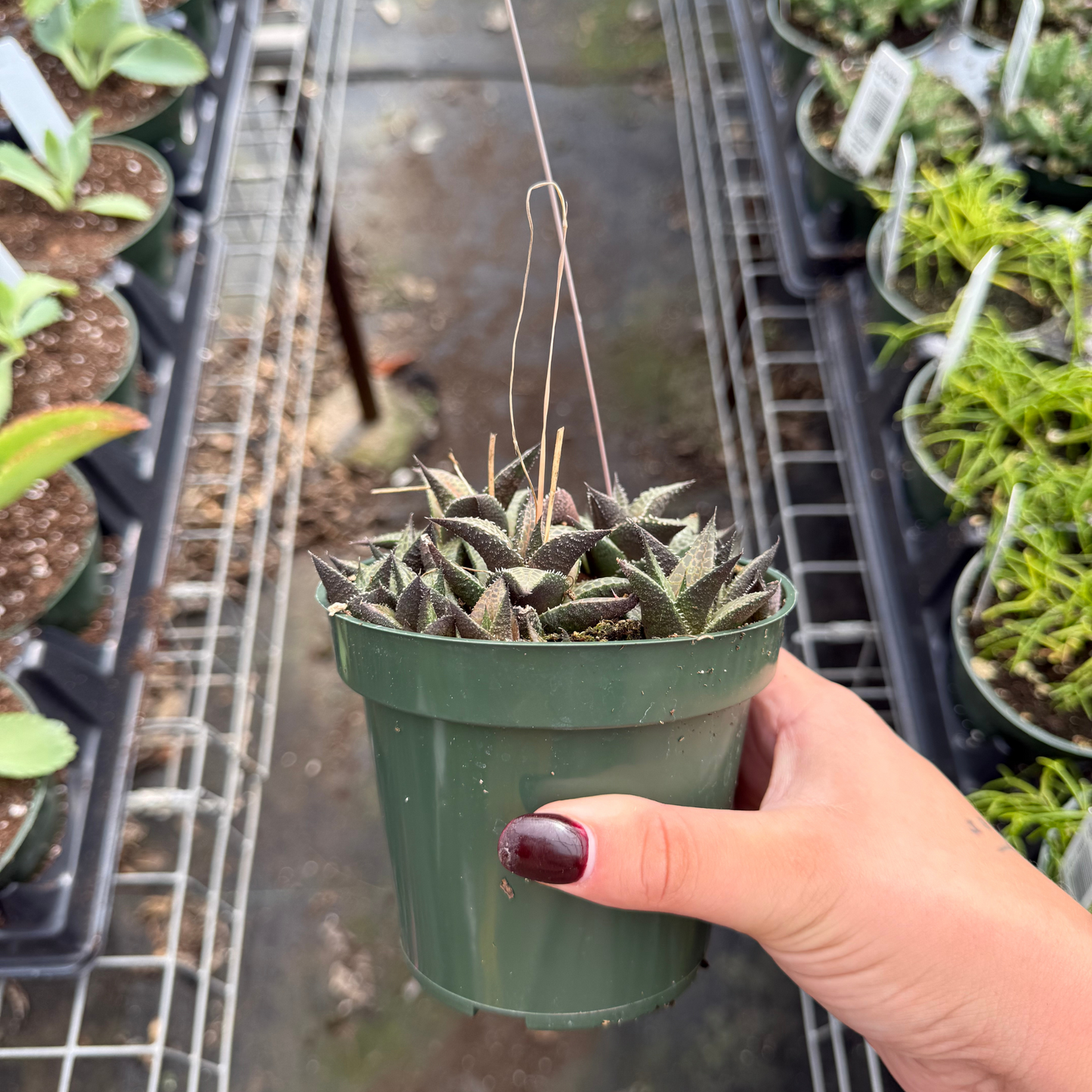 Haworthia tessallata