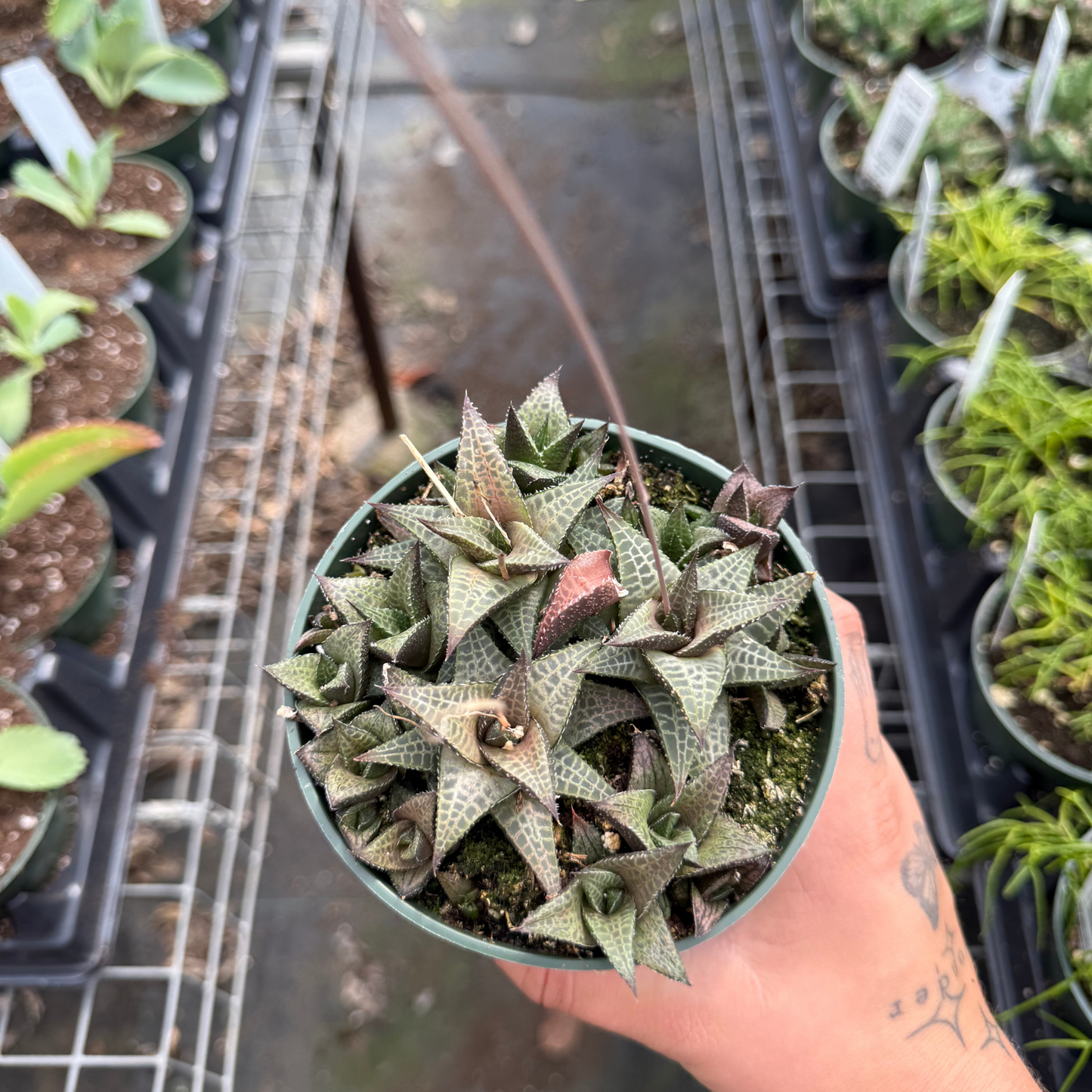 Haworthia tessallata