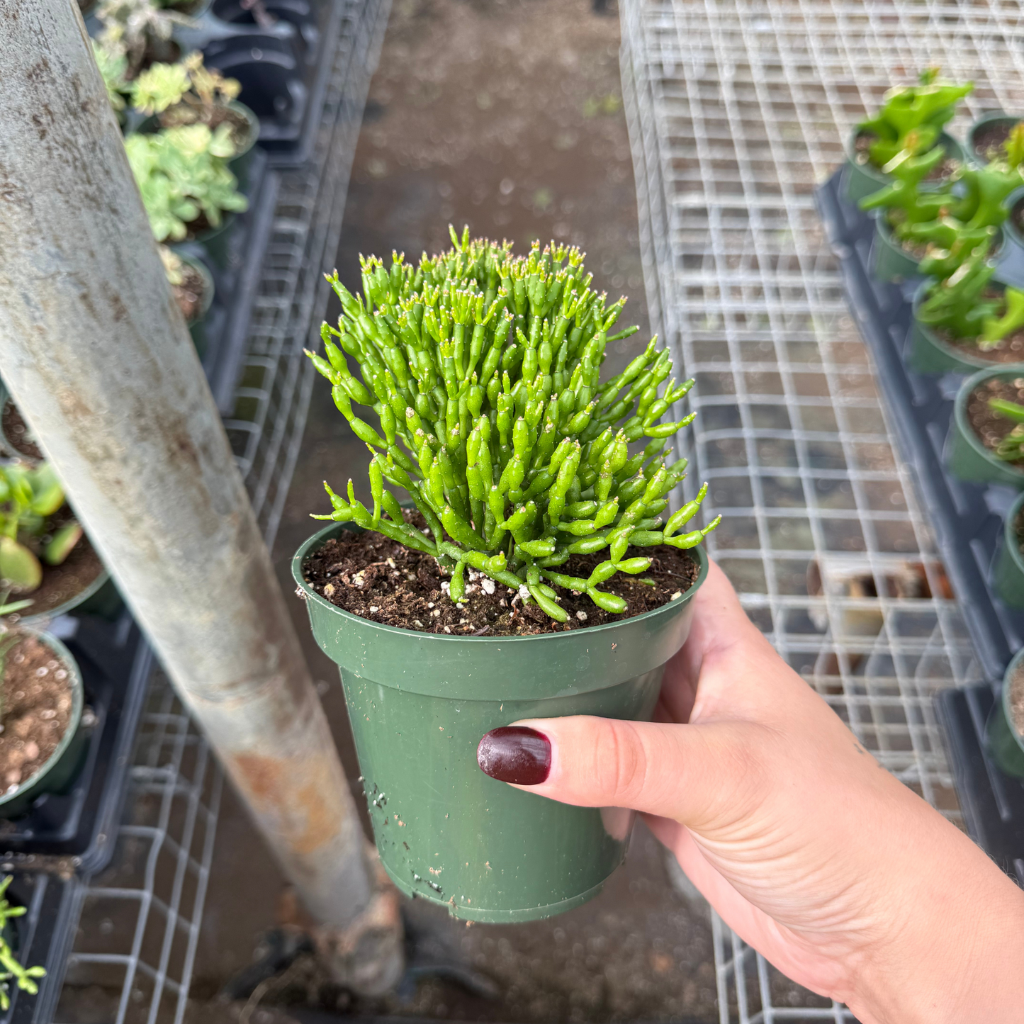 Rhipsalis salicornioides 'Drunkard's Dream'