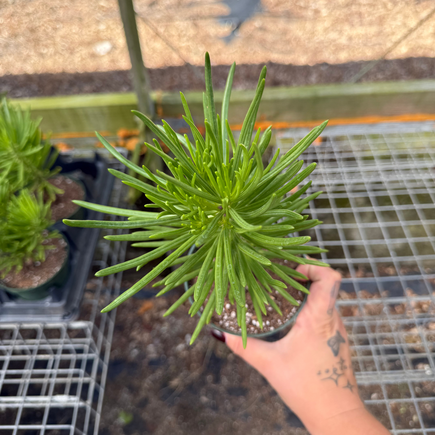 Senecio barbertonicus