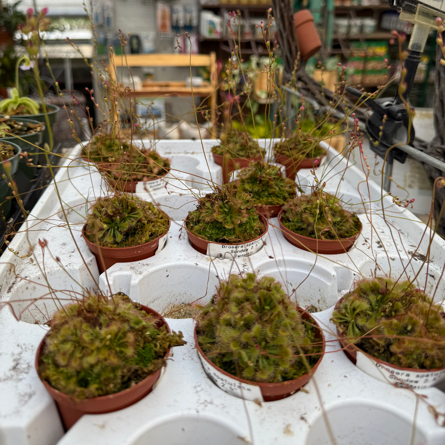 Drosera spathulata ‘Sundew’