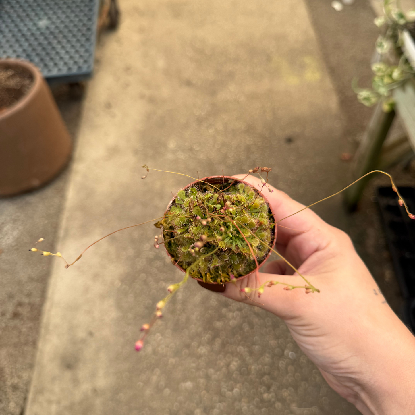 Drosera spathulata ‘Sundew’