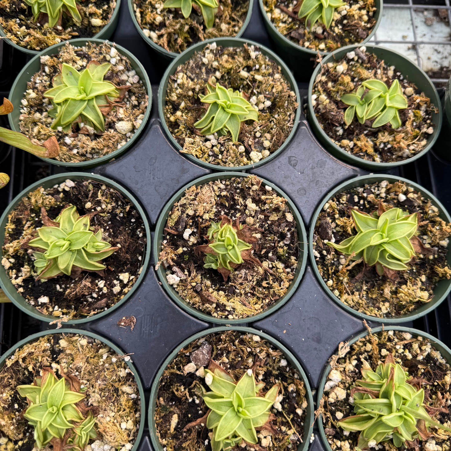 Pinguicula primuliflora