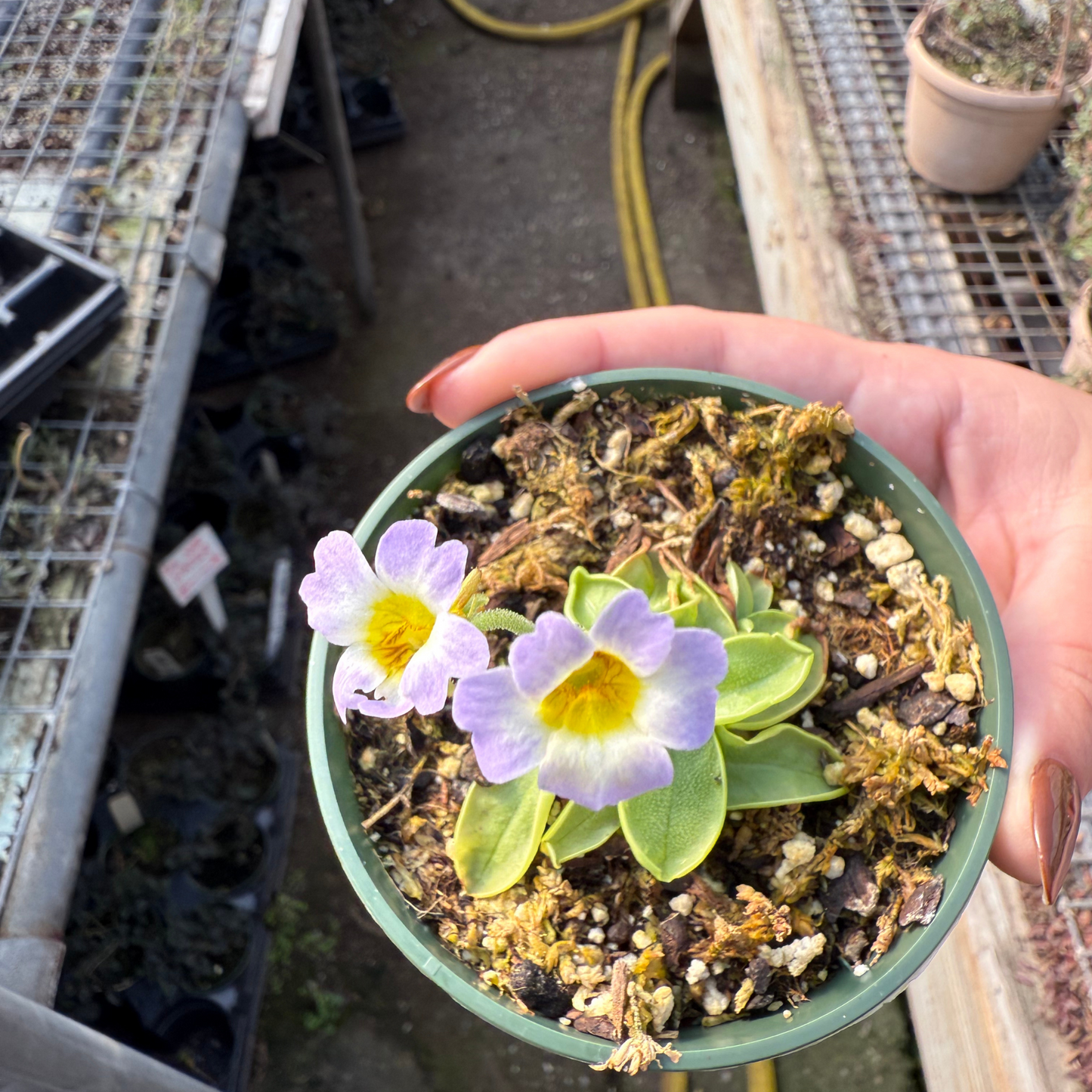Pinguicula primuliflora
