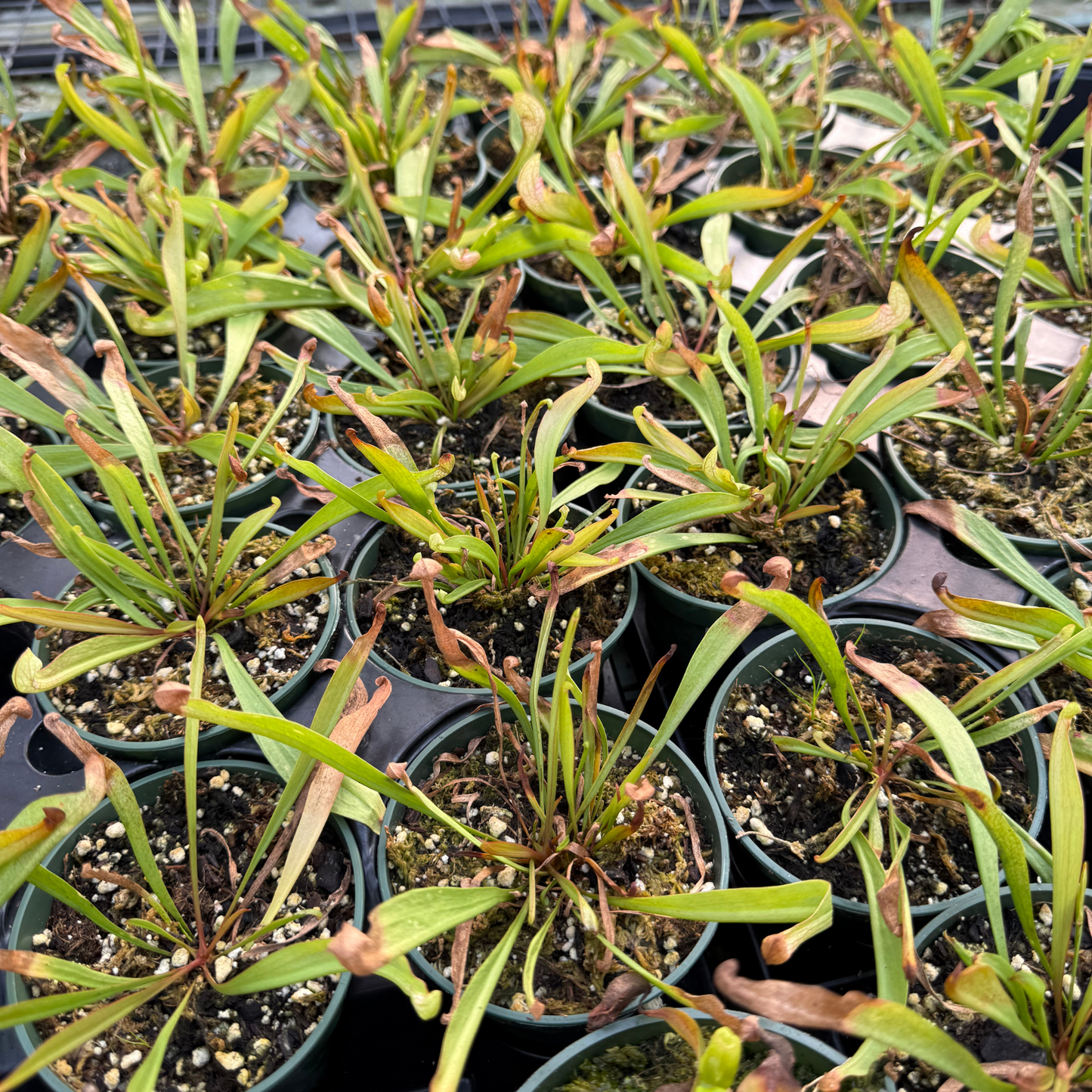Sarracenia 'Scarlet Belle'