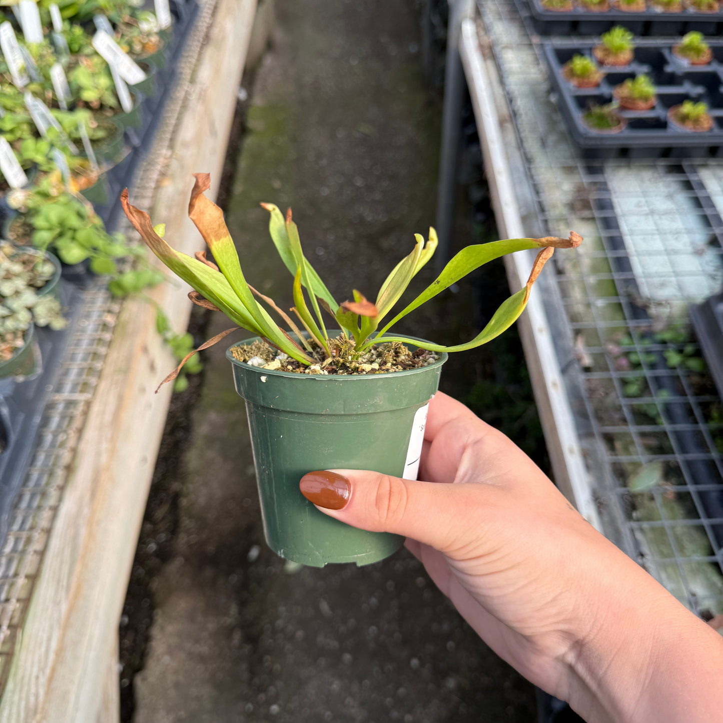 Sarracenia 'Scarlet Belle'
