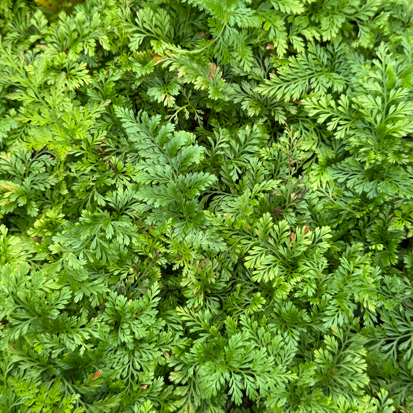Rabbit Foot Fern