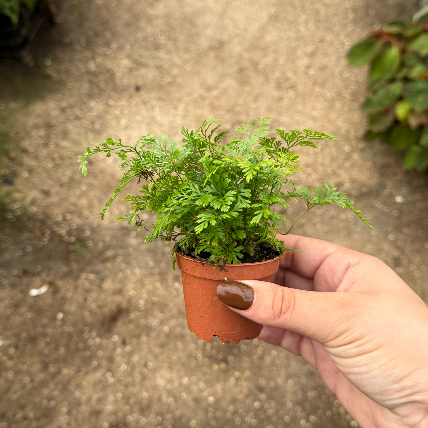 Rabbit Foot Fern