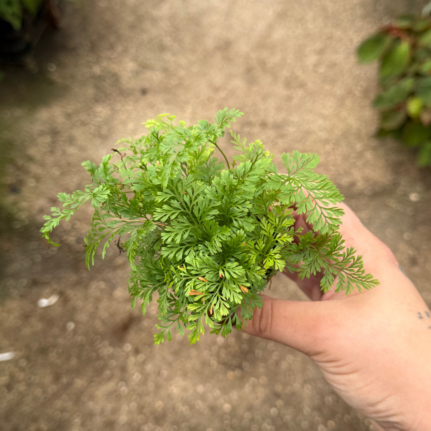 Rabbit Foot Fern