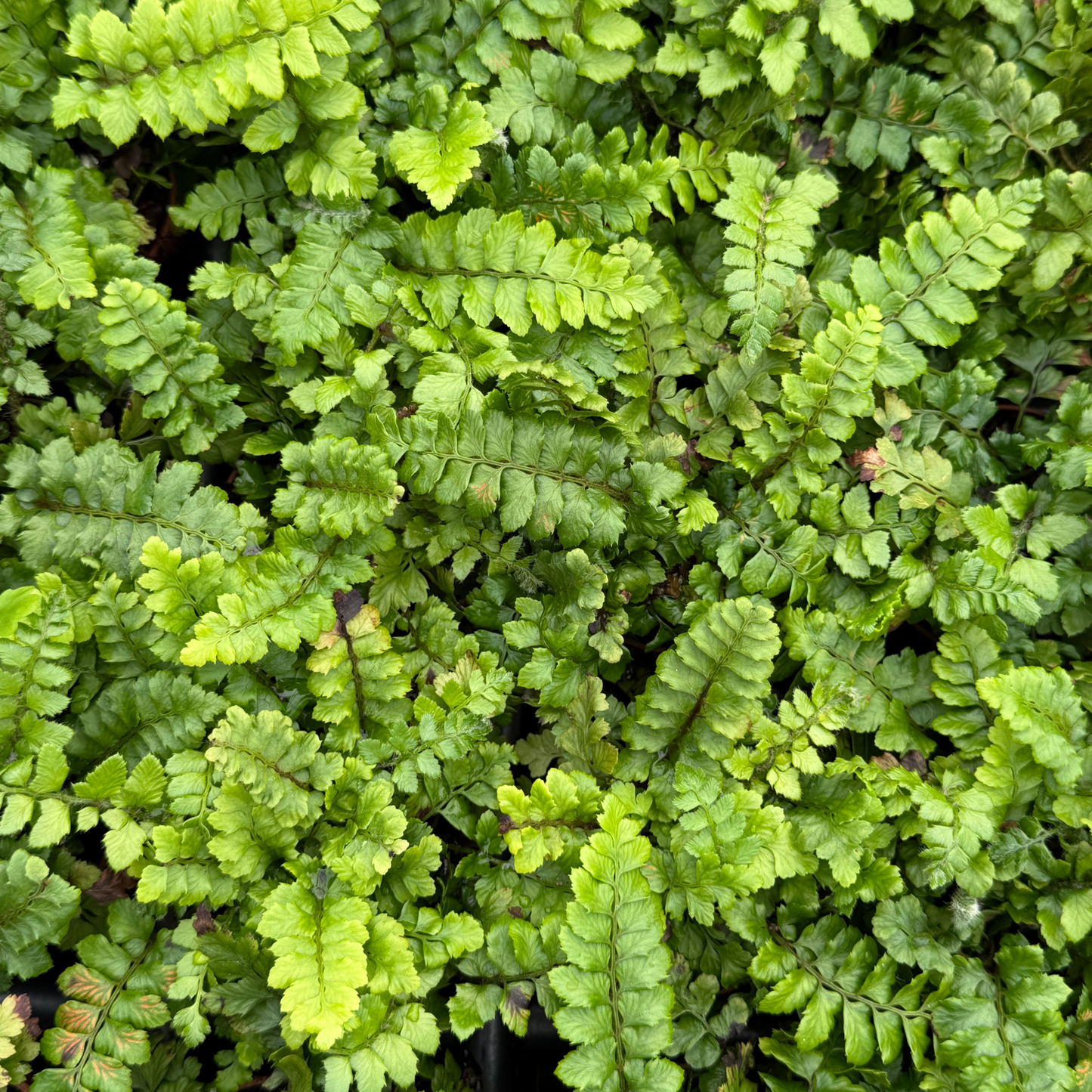 Tassel Fern