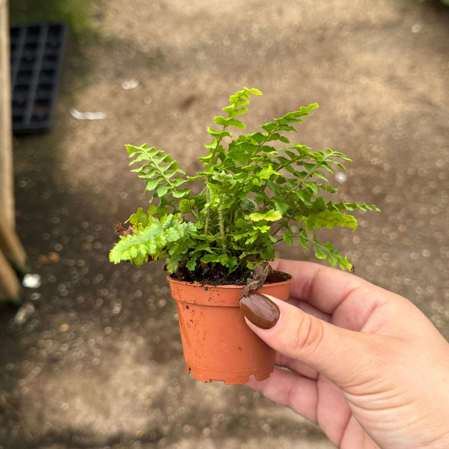 Tassel Fern